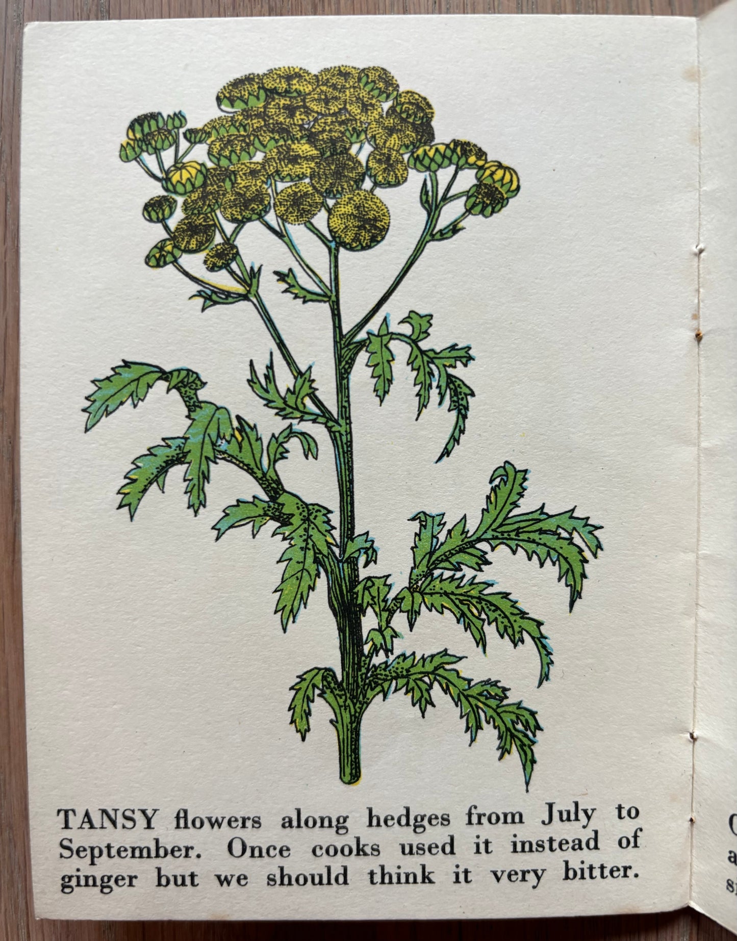 Richard Chopping WILD FLOWERS Bantam Picture Book No 15 Transatlantic Arts Ltd