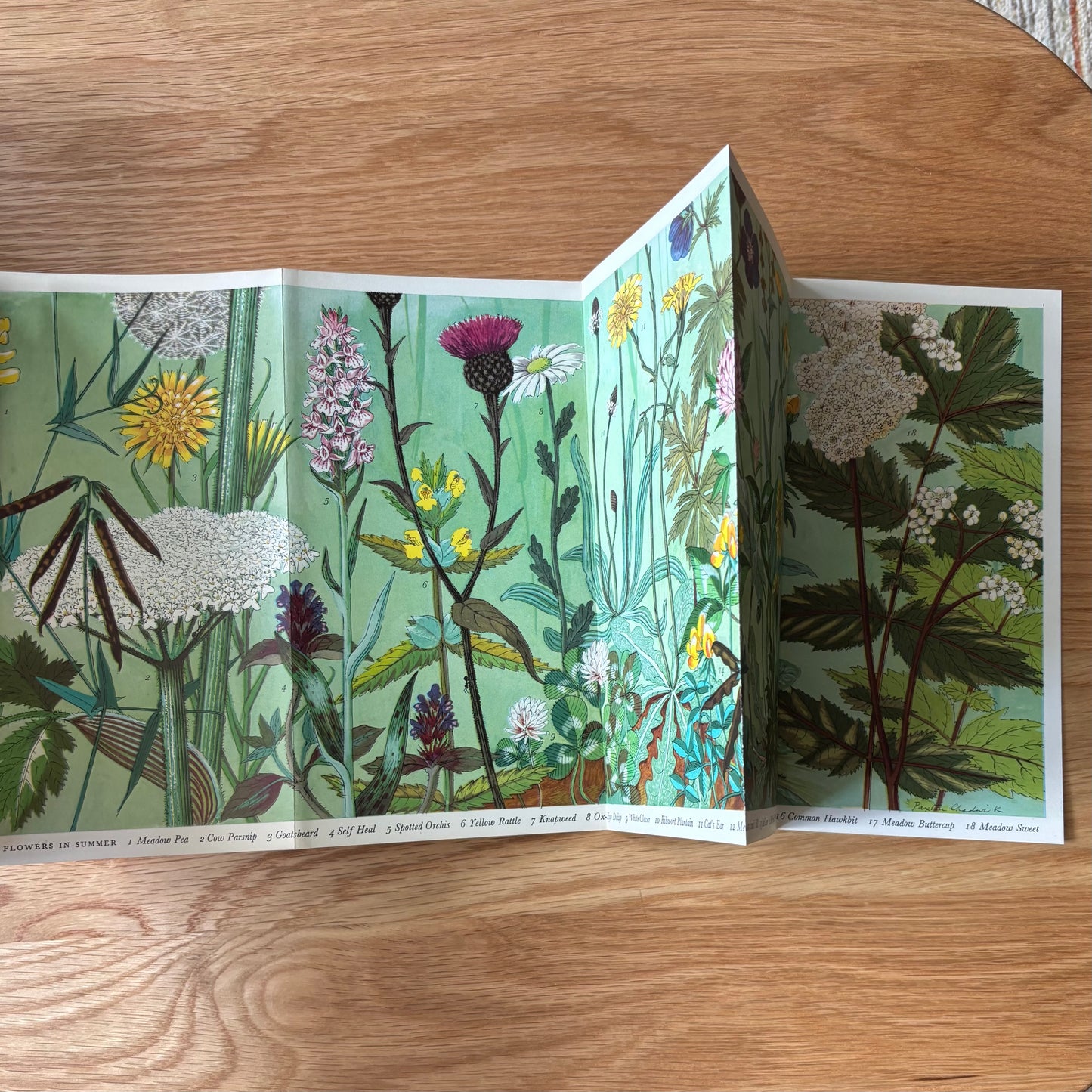 PANTOSCOPE BOOK Meadow Flowers In Summer PAXTON CHADWICK 1st Ed 1959 Cassell