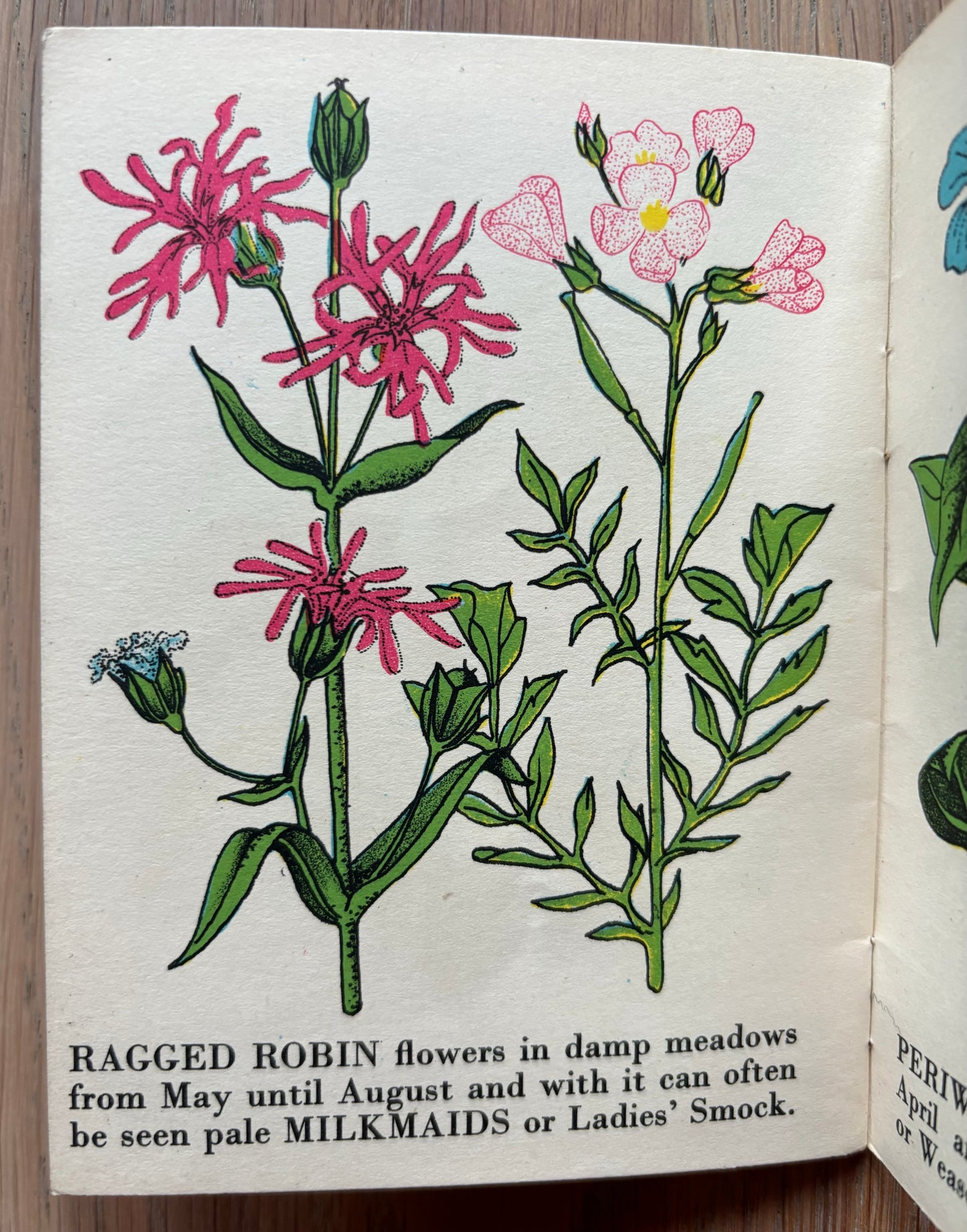 Richard Chopping WILD FLOWERS Bantam Picture Book No 15 Transatlantic Arts Ltd