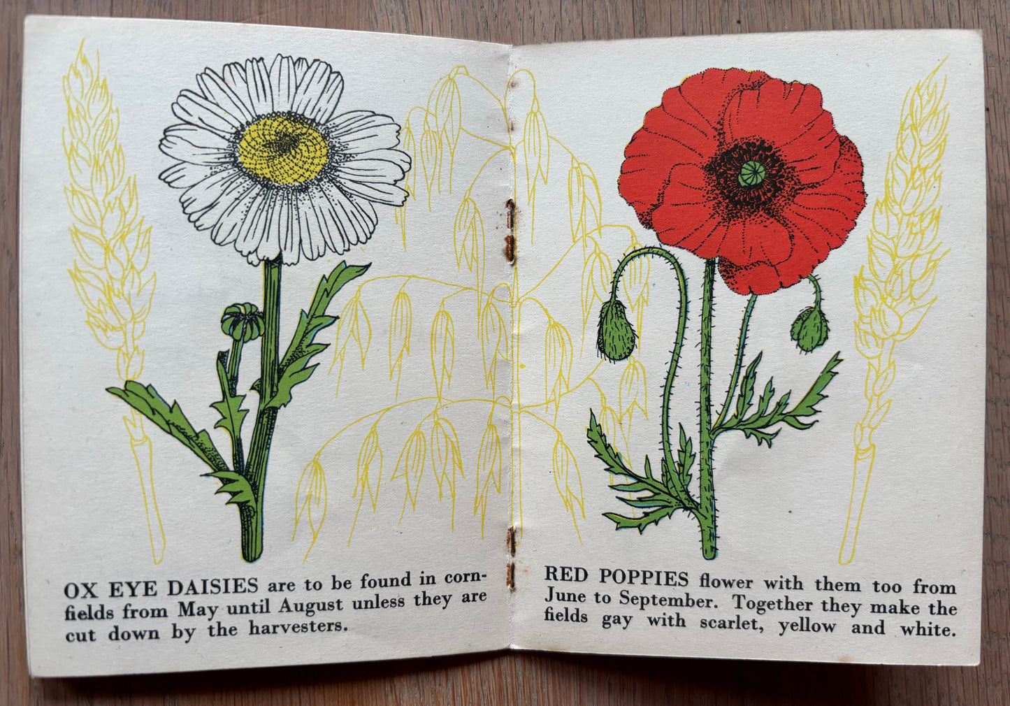 Richard Chopping WILD FLOWERS Bantam Picture Book No 15 Transatlantic Arts Ltd