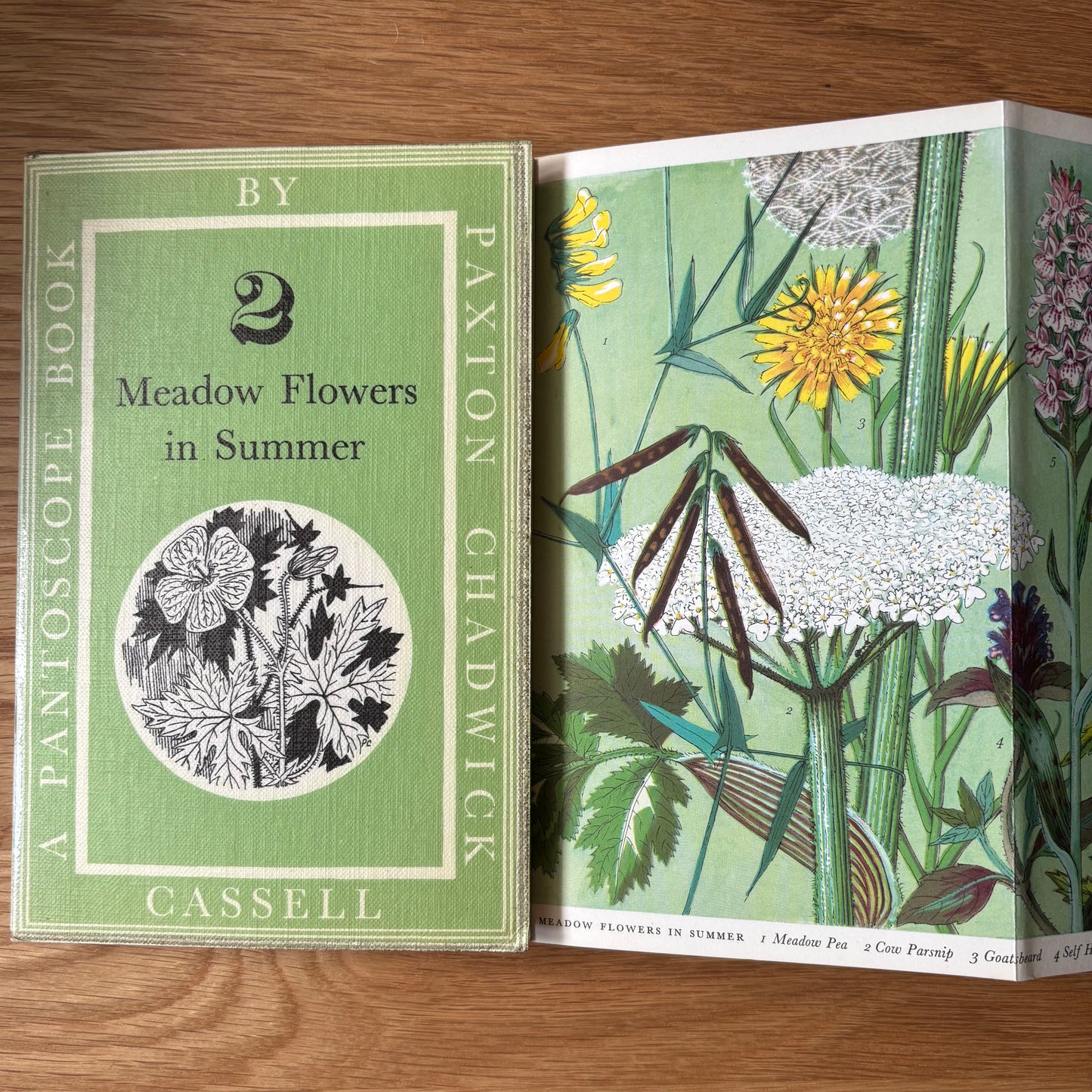 PANTOSCOPE BOOK Meadow Flowers In Summer PAXTON CHADWICK 1st Ed 1959 Cassell