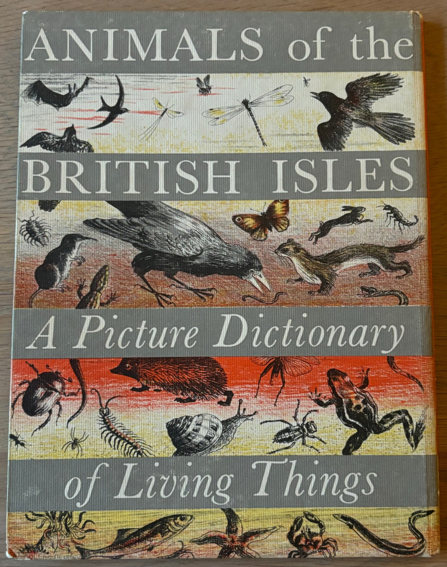 Paxton Chadwick ANIMALS OF THE BRITISH ISLES Picture Dictionary Cassell 1954 HB - transpontinebooks