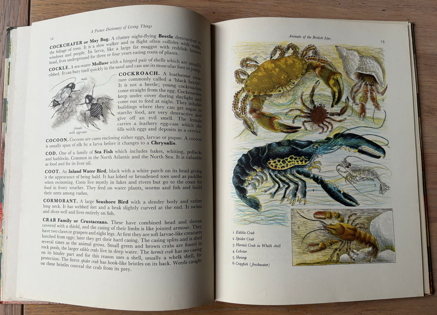 Paxton Chadwick ANIMALS OF THE BRITISH ISLES Picture Dictionary Cassell 1954 HB - transpontinebooks