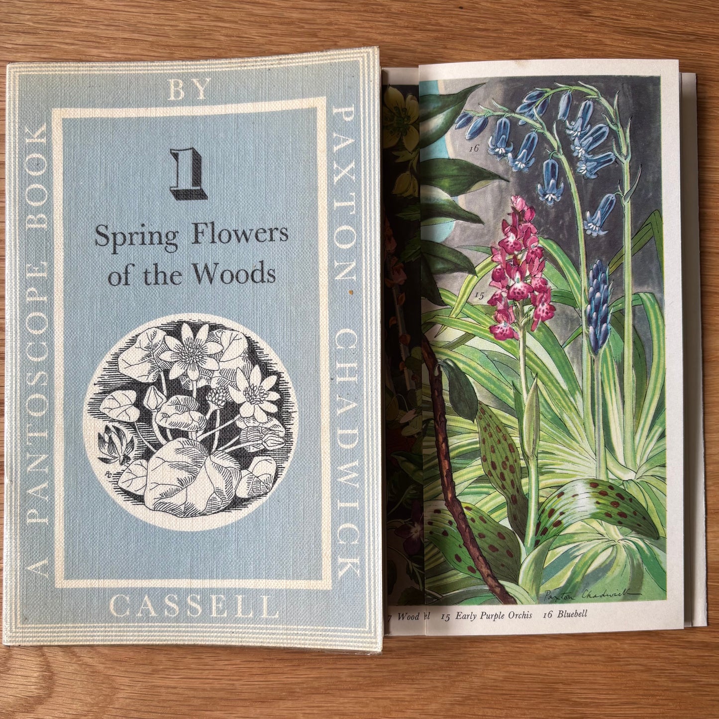 PANTOSCOPE BOOK Spring Flowers of the Woods PAXTON CHADWICK 1961 Cassell