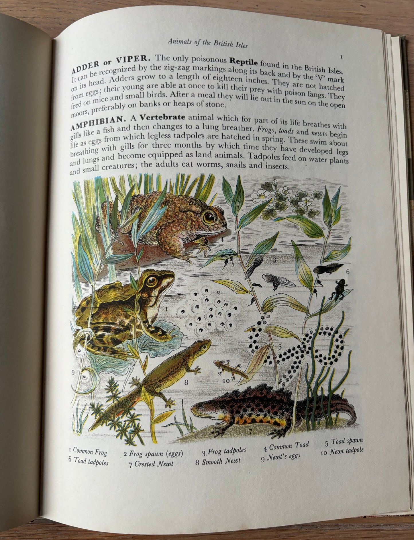 Paxton Chadwick ANIMALS OF THE BRITISH ISLES Picture Dictionary Cassell 1954 HB - transpontinebooks
