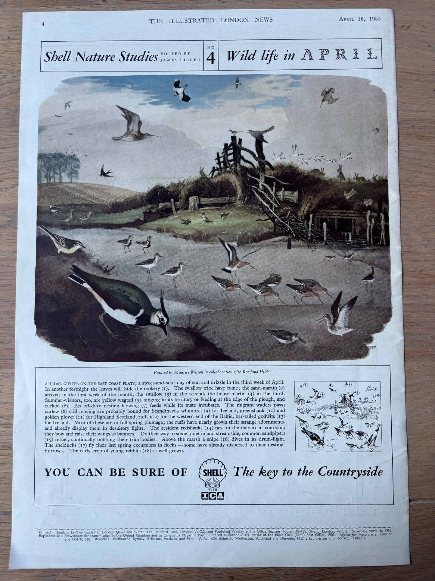 1950’s Maurice WIlson SHELL NATURE STUDIES April 1955 LARGE ADVERT Rowland Hilder (Copy)