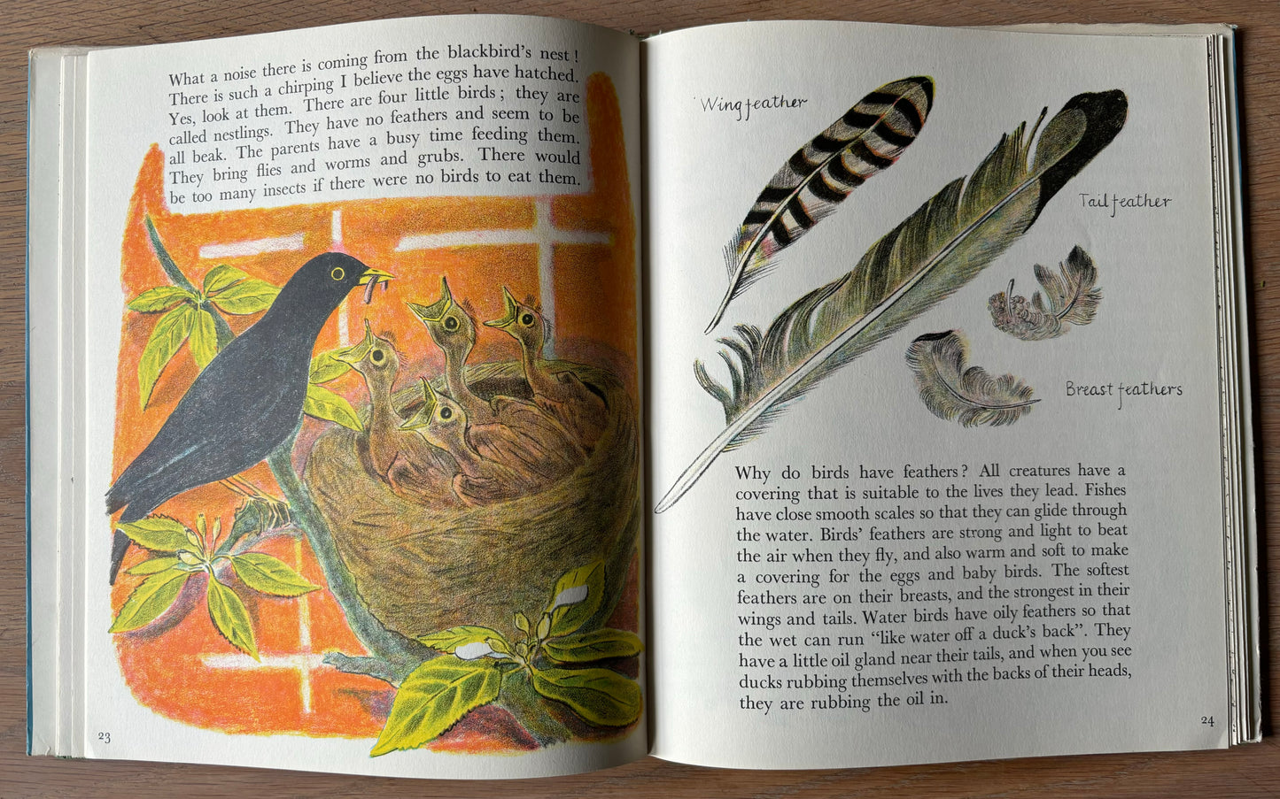 Trekkie Ritchie Parsons LIVING THINGS Chatto & Windus NATURE BOOK ILLUS - transpontinebooks