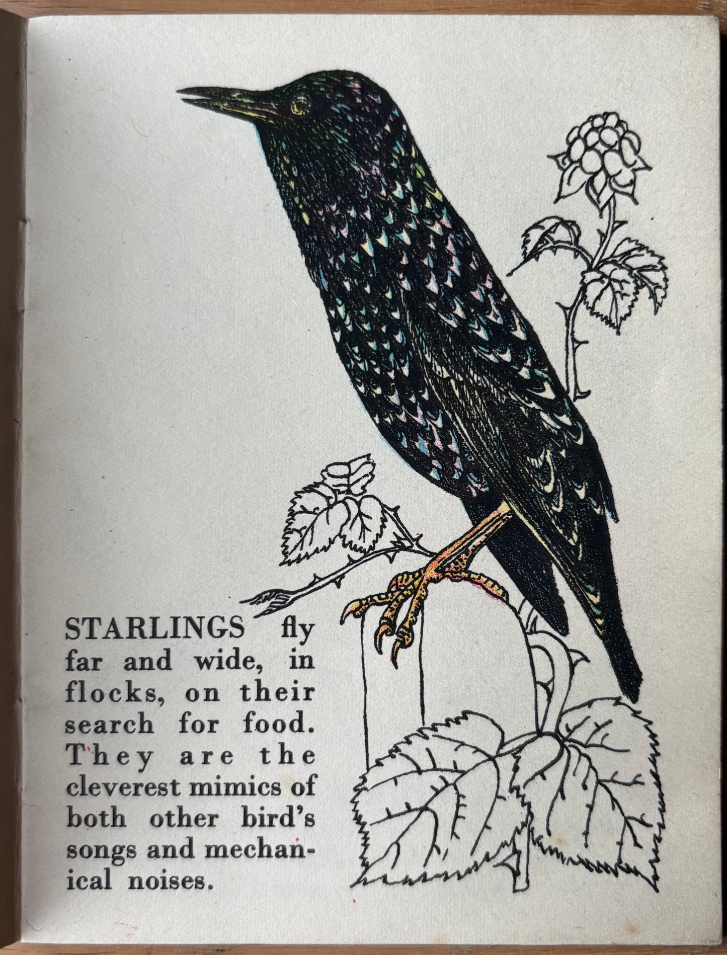 Richard Chopping A BOOK OF PAIRS Bantam Picture Book No 16 Transatlantic Arts Ltd