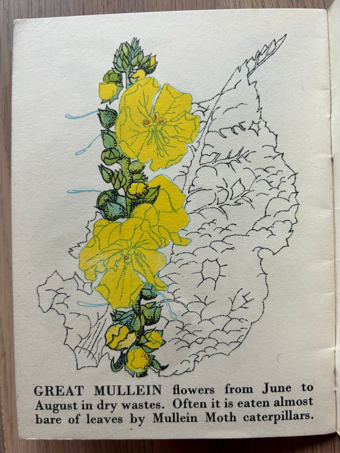 Richard Chopping WILD FLOWERS Bantam Picture Book No 15 Transatlantic Arts Ltd