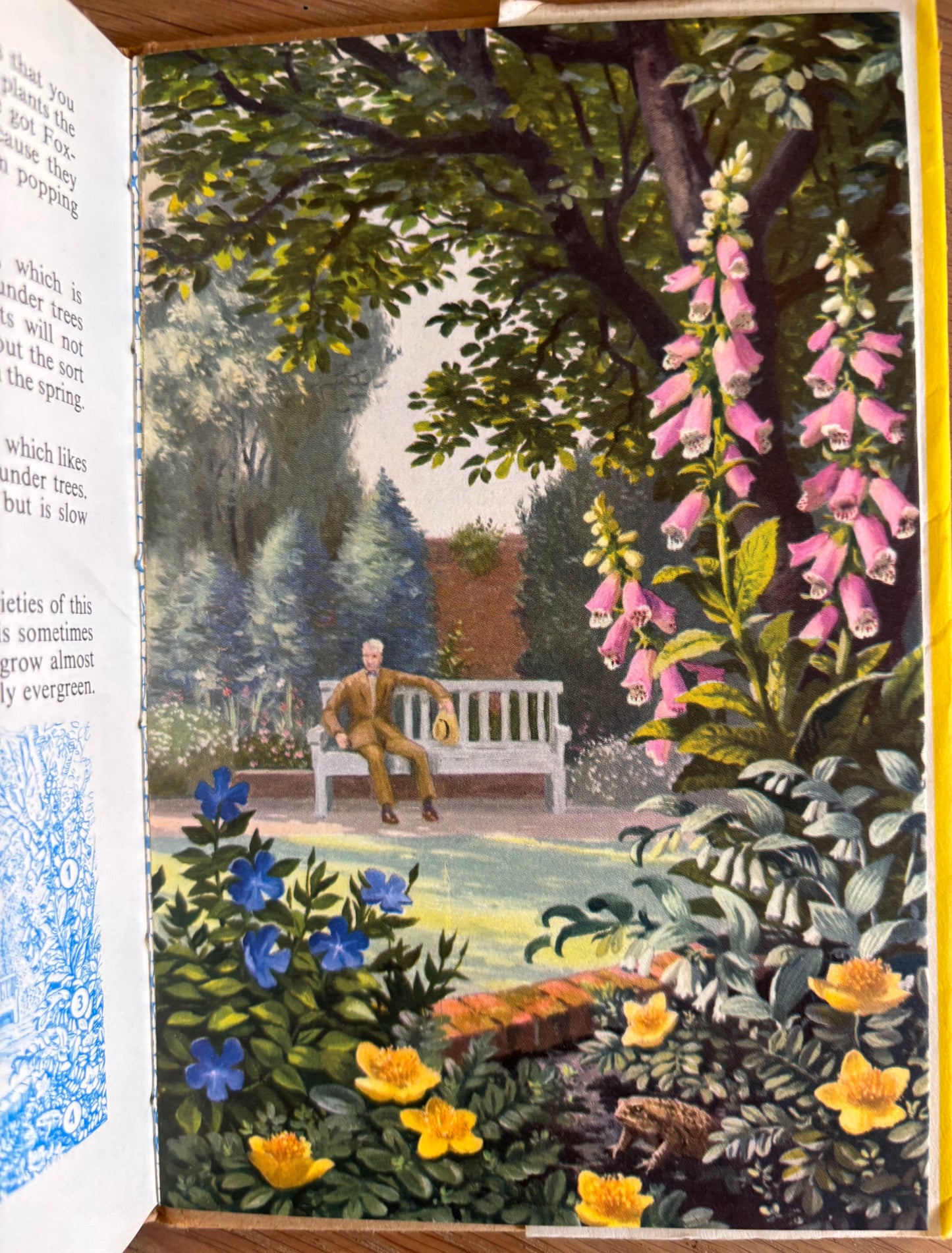 LADYBIRD BOOK OF GARDEN FLOWERS DJ Illustrated John Leigh-Pemberton 1960