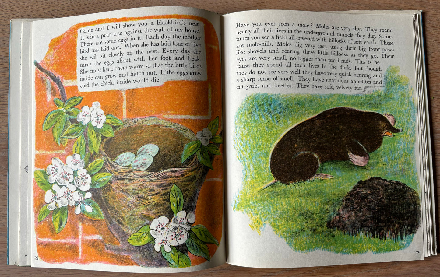 Trekkie Ritchie Parsons LIVING THINGS Chatto & Windus NATURE BOOK ILLUS - transpontinebooks