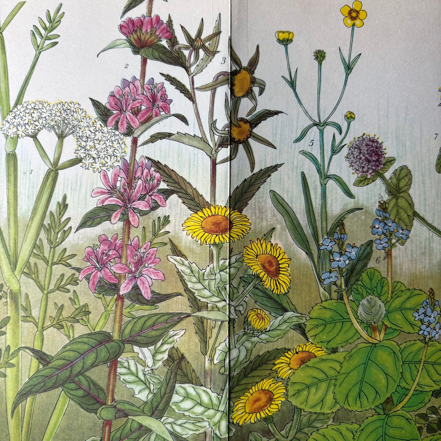 PANTOSCOPE BOOK Meadow Flowers of the Marsh PAXTON CHADWICK 1st Ed 1960 Cassell