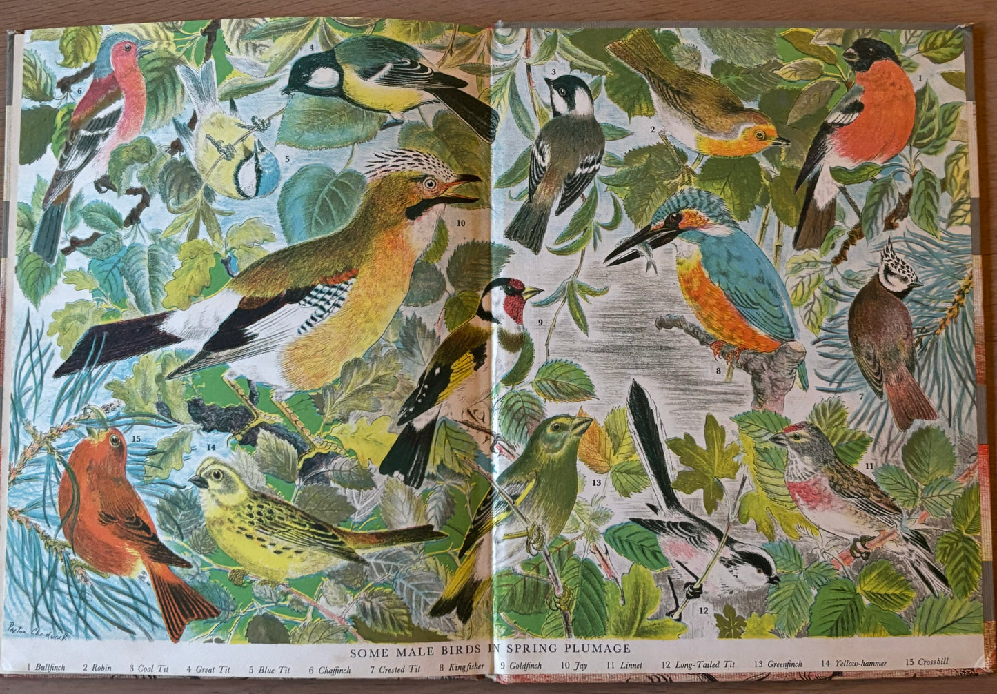Paxton Chadwick ANIMALS OF THE BRITISH ISLES Picture Dictionary Cassell 1954 HB - transpontinebooks