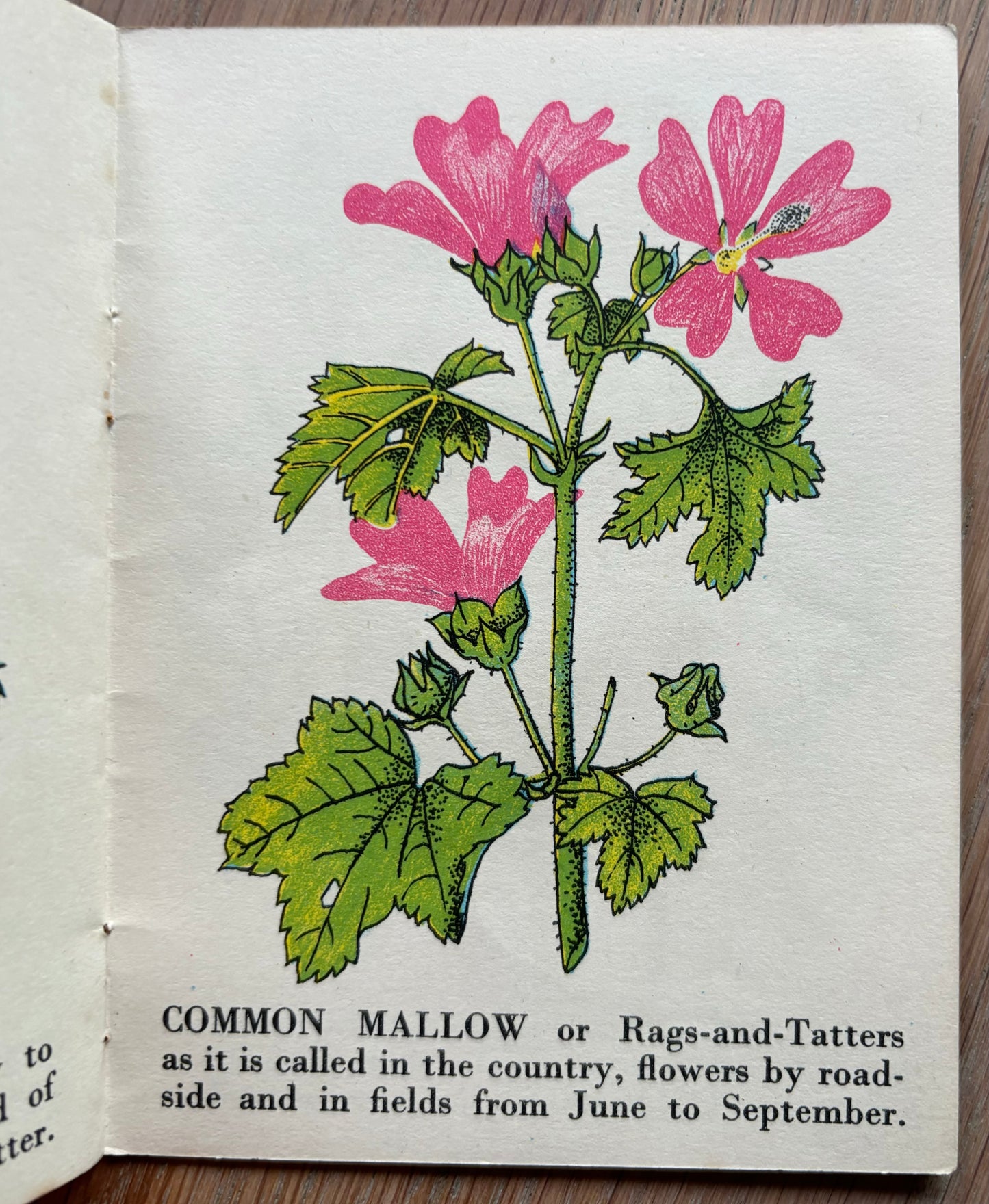 Richard Chopping WILD FLOWERS Bantam Picture Book No 15 Transatlantic Arts Ltd