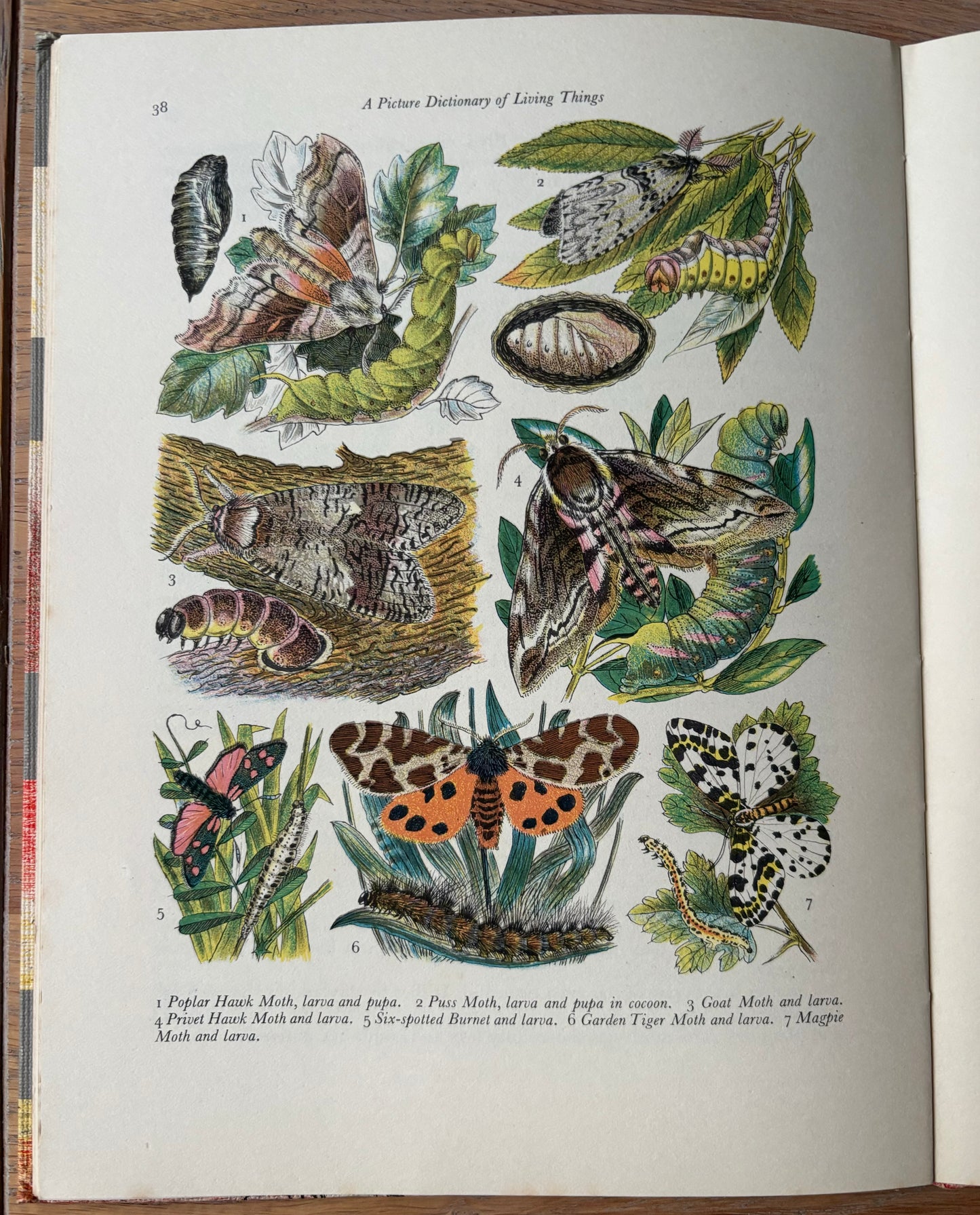 Paxton Chadwick ANIMALS OF THE BRITISH ISLES Picture Dictionary Cassell 1954 HB - transpontinebooks