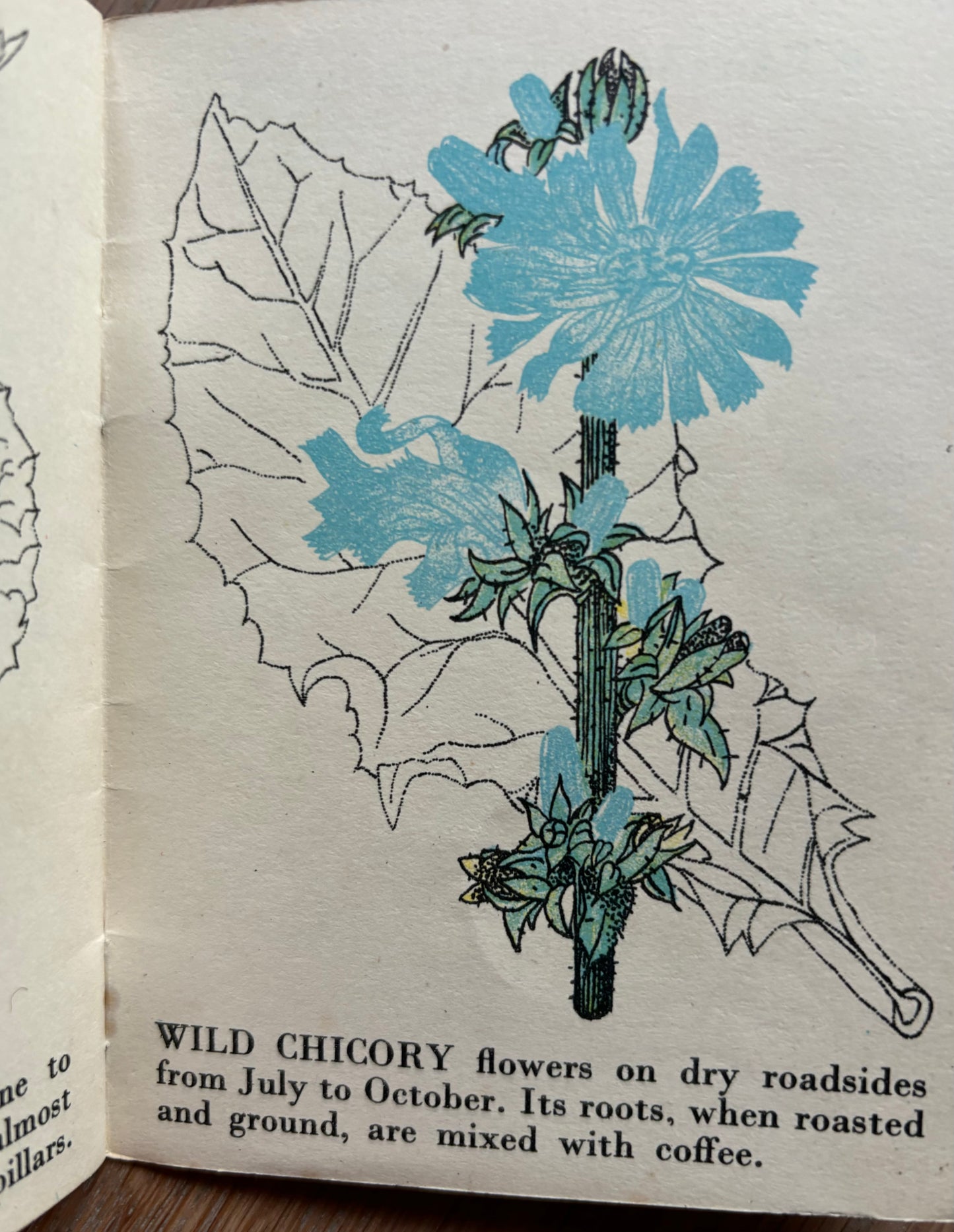 Richard Chopping WILD FLOWERS Bantam Picture Book No 15 Transatlantic Arts Ltd