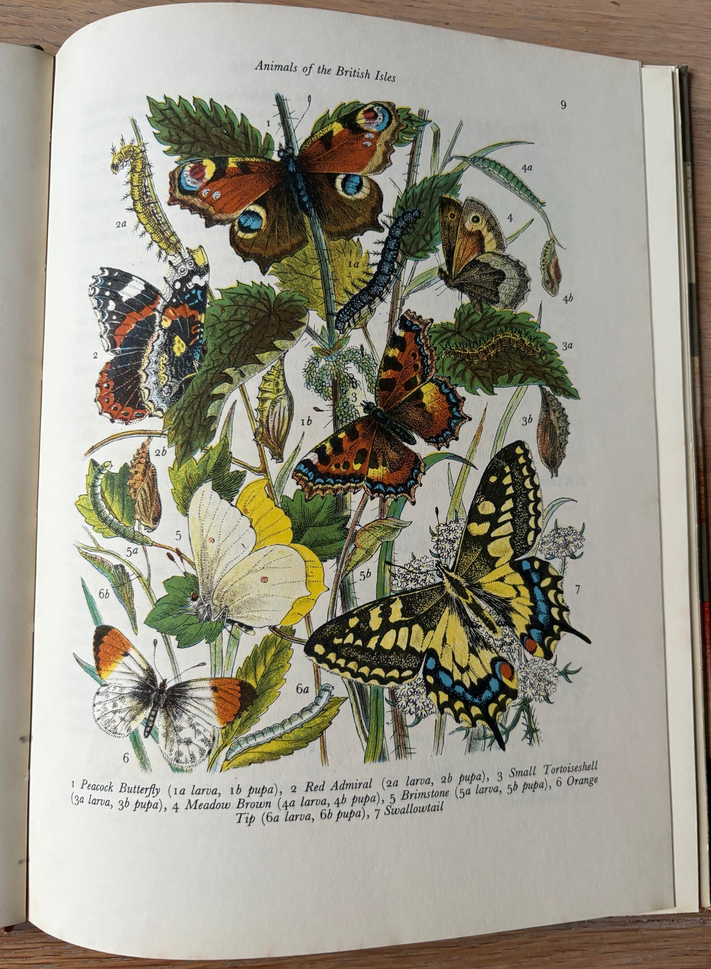 Paxton Chadwick ANIMALS OF THE BRITISH ISLES Picture Dictionary Cassell 1954 HB - transpontinebooks