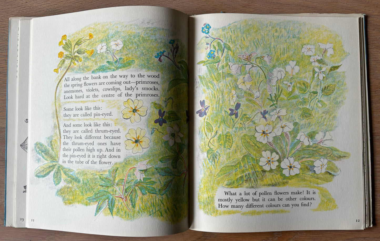 Trekkie Ritchie Parsons LIVING THINGS Chatto & Windus NATURE BOOK ILLUS - transpontinebooks