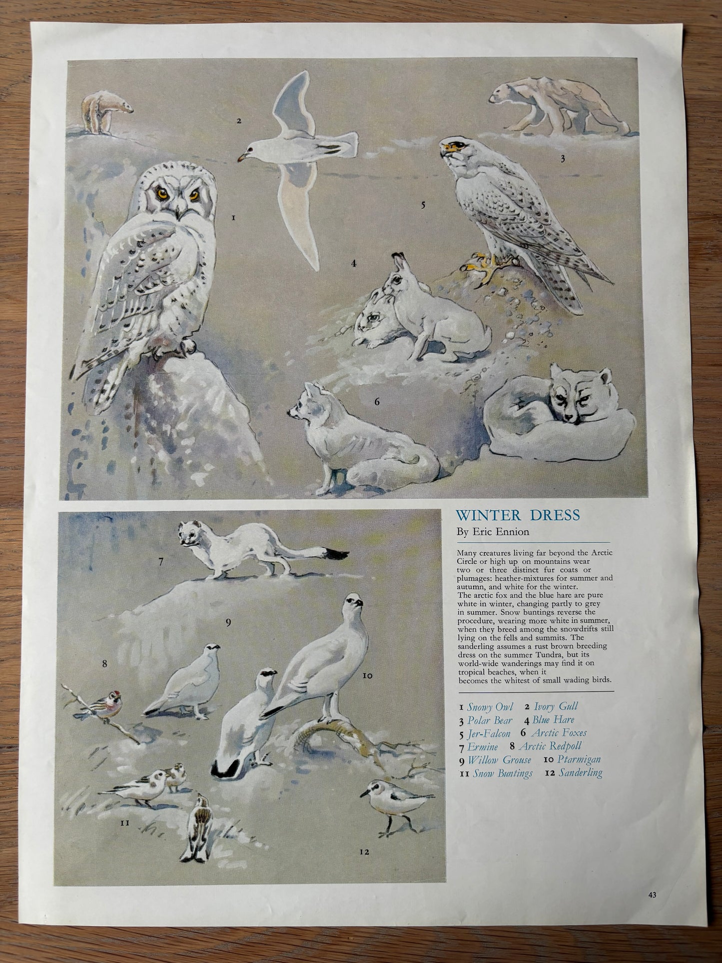 John Vernon Lord CARDS WITHIN A CARD Christmas Print Only HOLLY LEAVES 1964