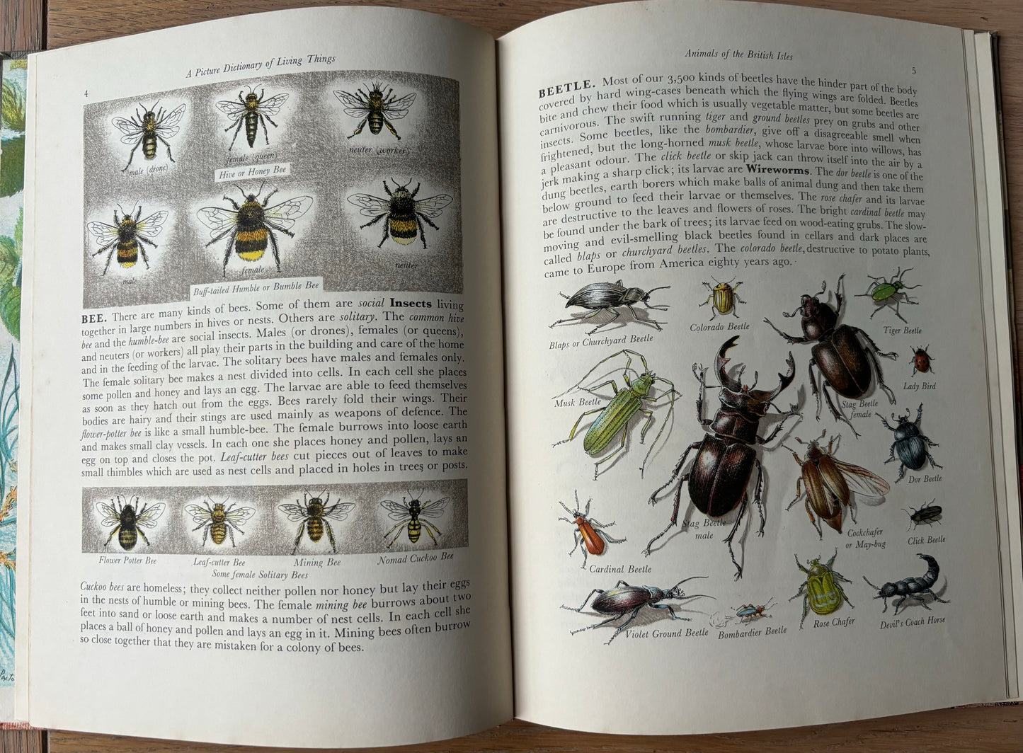 Paxton Chadwick ANIMALS OF THE BRITISH ISLES Picture Dictionary Cassell 1954 HB - transpontinebooks
