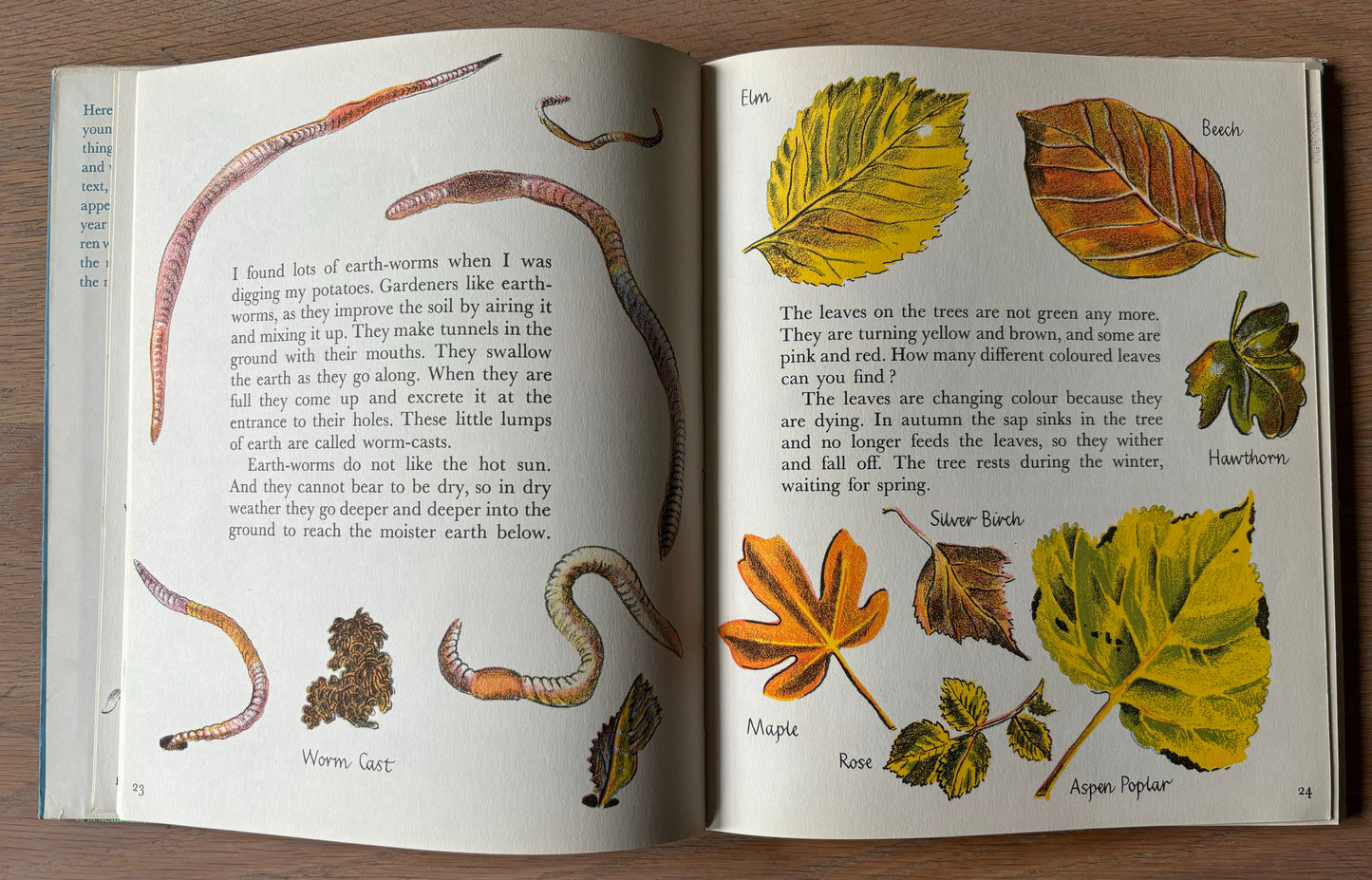 Trekkie Ritchie Parsons LIVING THINGS Chatto & Windus NATURE BOOK ILLUS - transpontinebooks