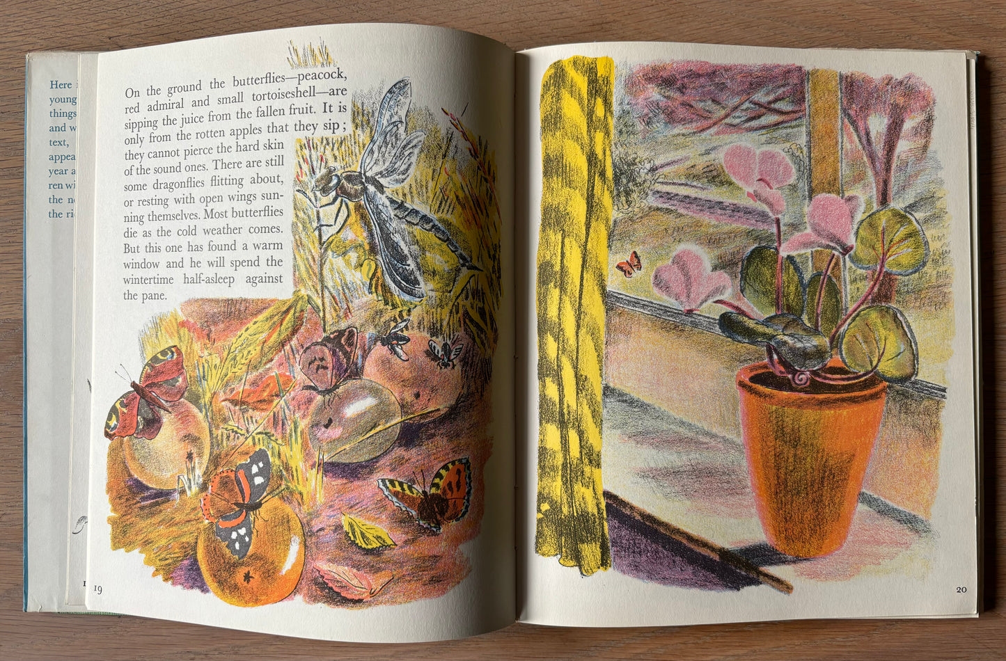 Trekkie Ritchie Parsons LIVING THINGS Chatto & Windus NATURE BOOK ILLUS - transpontinebooks
