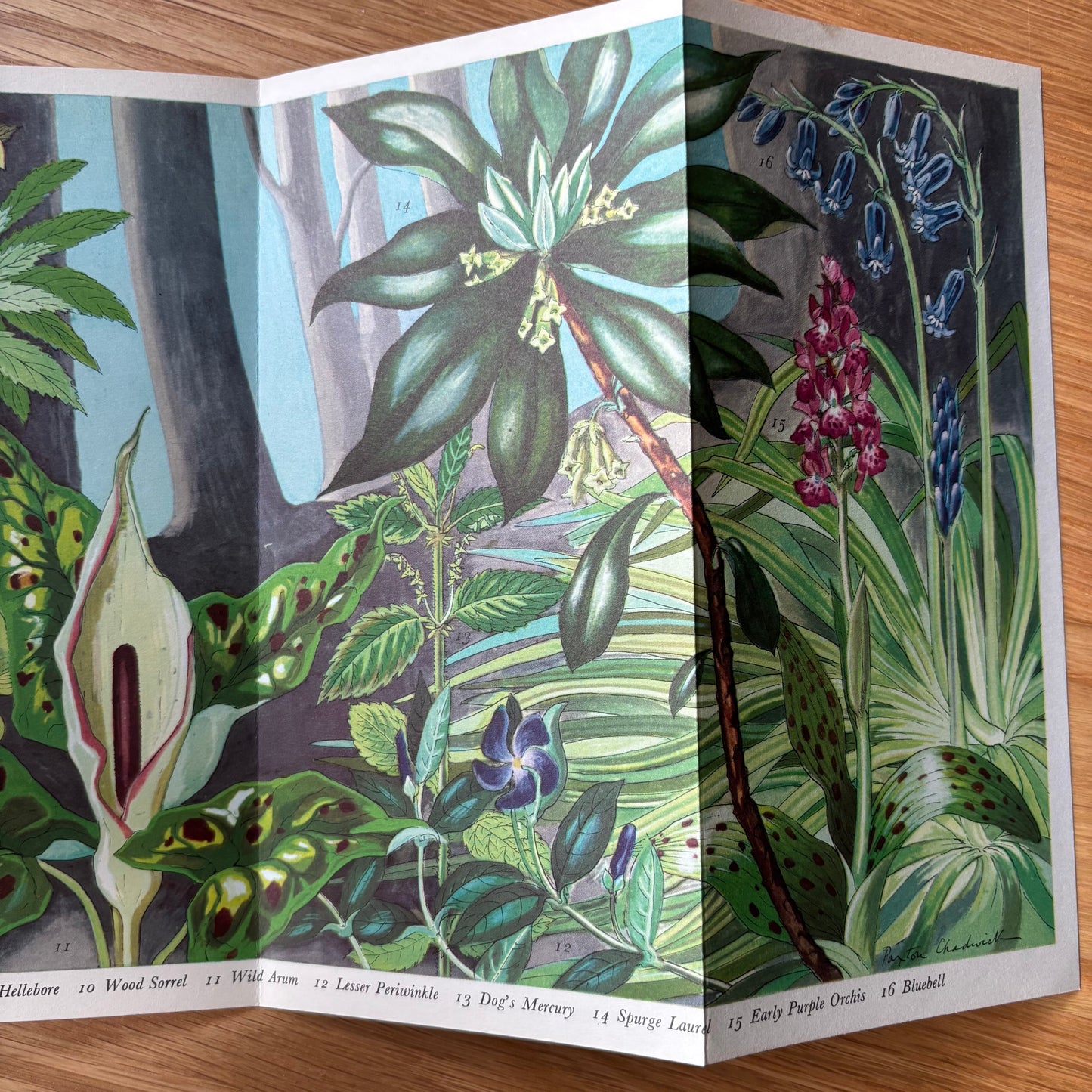 PANTOSCOPE BOOK Spring Flowers of the Woods PAXTON CHADWICK 1961 Cassell