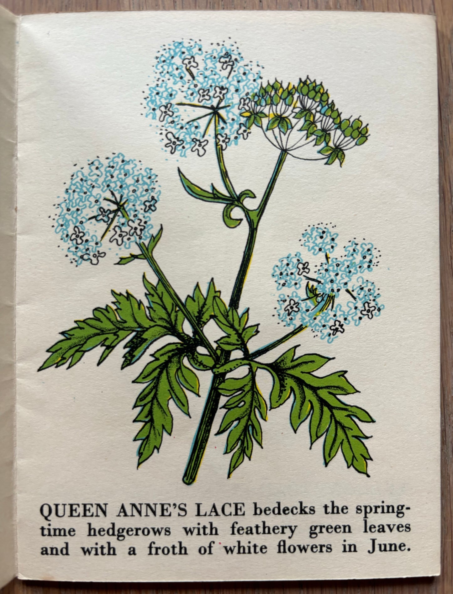 Richard Chopping WILD FLOWERS Bantam Picture Book No 15 Transatlantic Arts Ltd