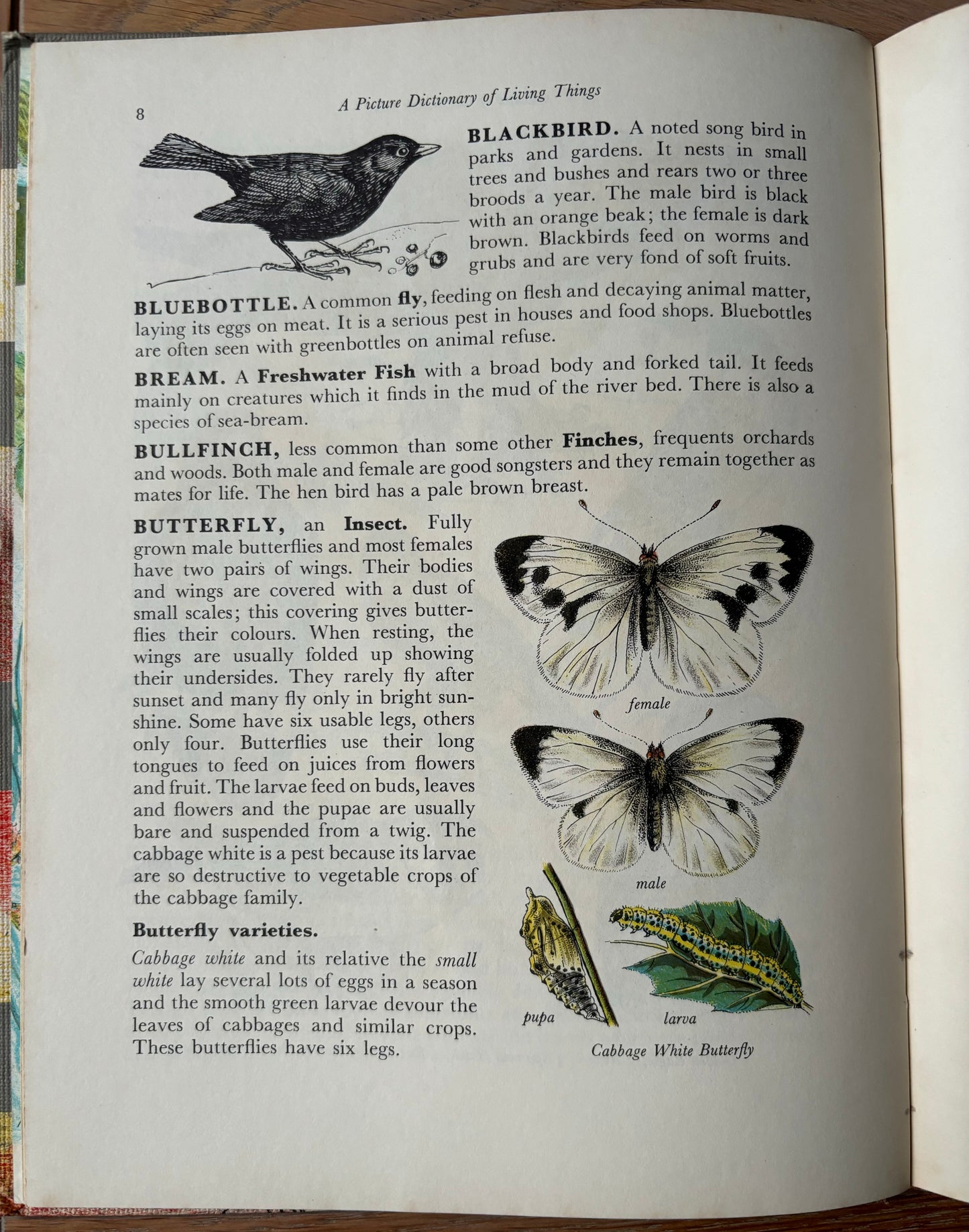 Paxton Chadwick ANIMALS OF THE BRITISH ISLES Picture Dictionary Cassell 1954 HB - transpontinebooks