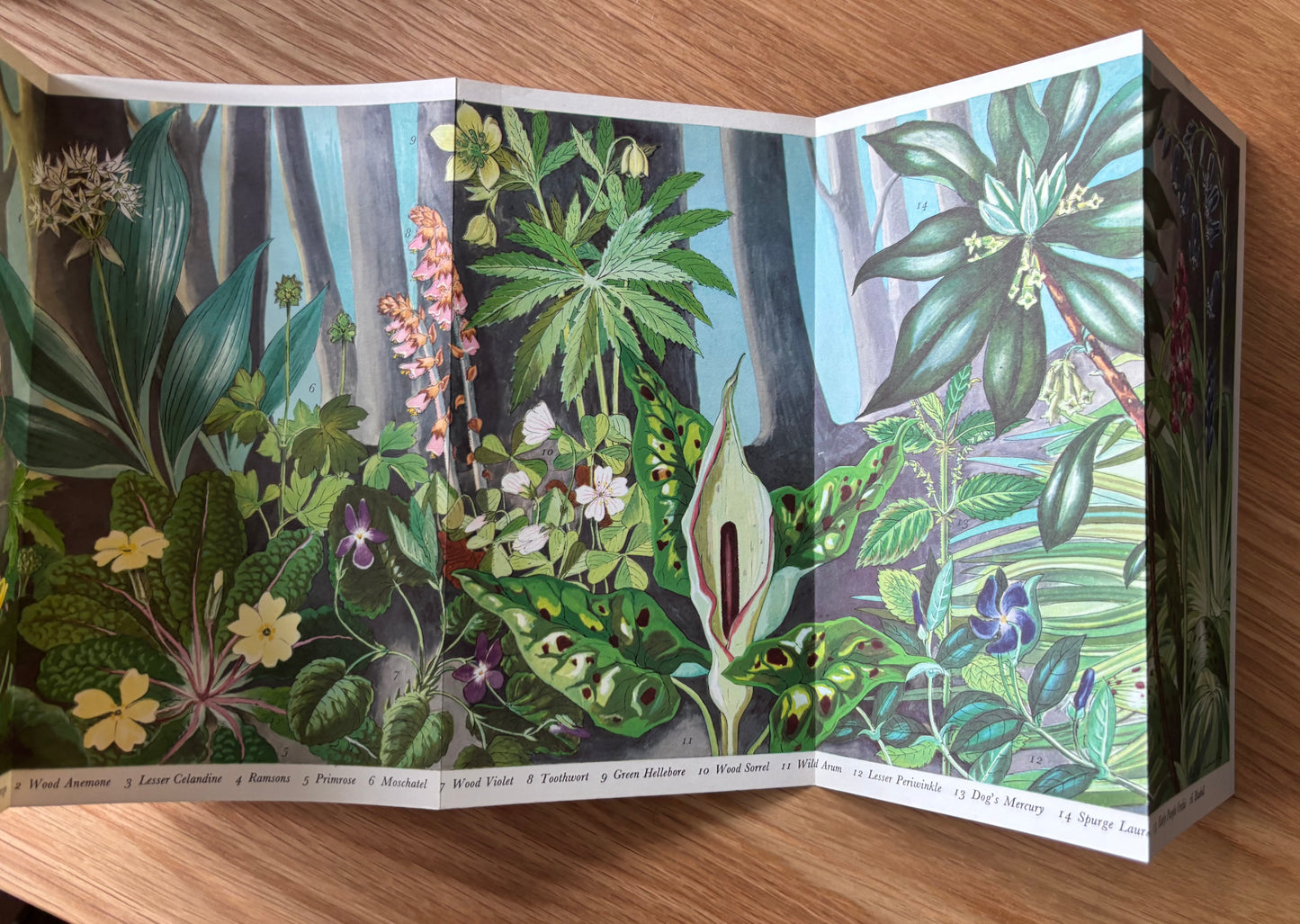 PANTOSCOPE BOOK Spring Flowers of the Woods PAXTON CHADWICK 1961 Cassell