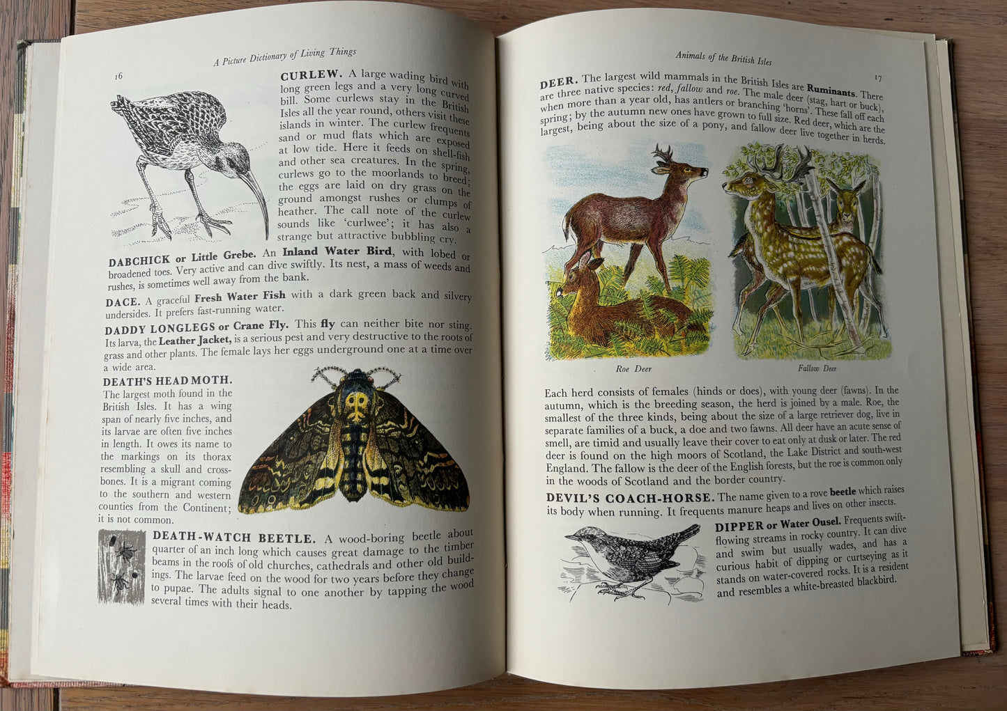 Paxton Chadwick ANIMALS OF THE BRITISH ISLES Picture Dictionary Cassell 1954 HB - transpontinebooks