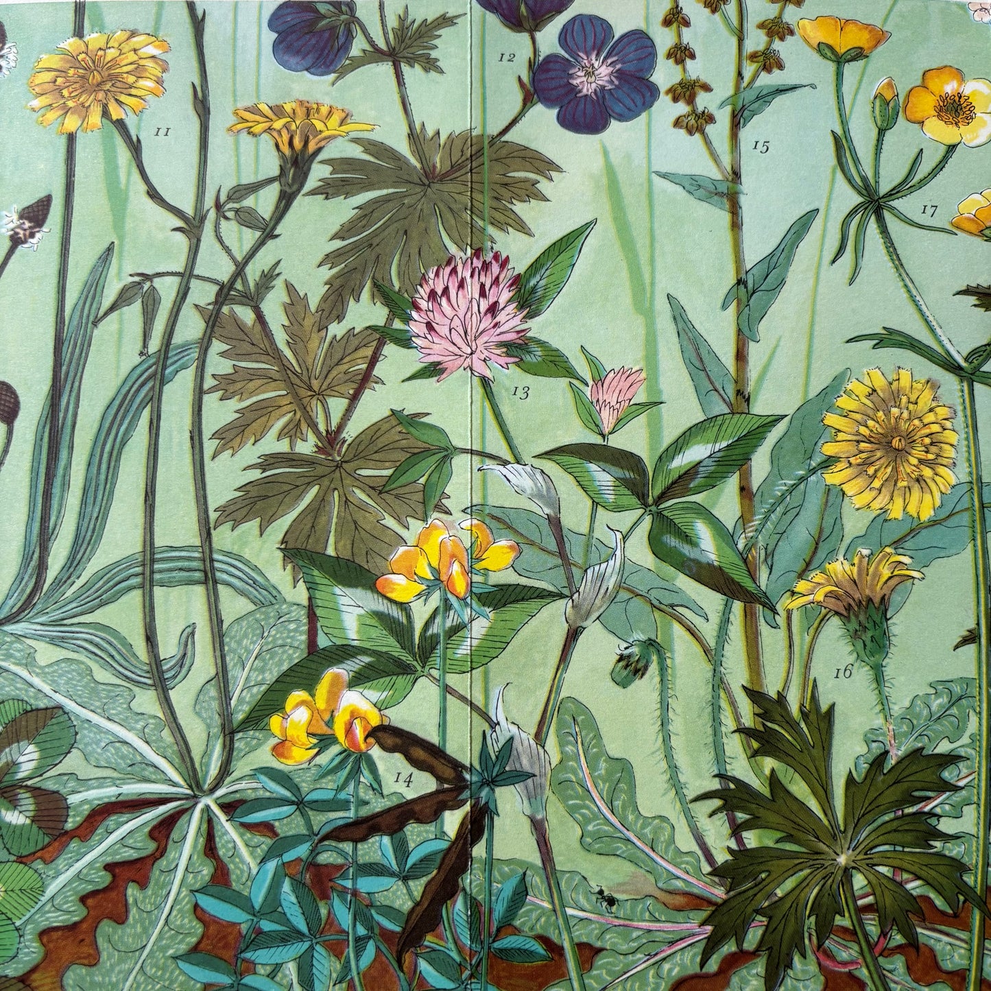 PANTOSCOPE BOOK Meadow Flowers In Summer PAXTON CHADWICK 1st Ed 1959 Cassell
