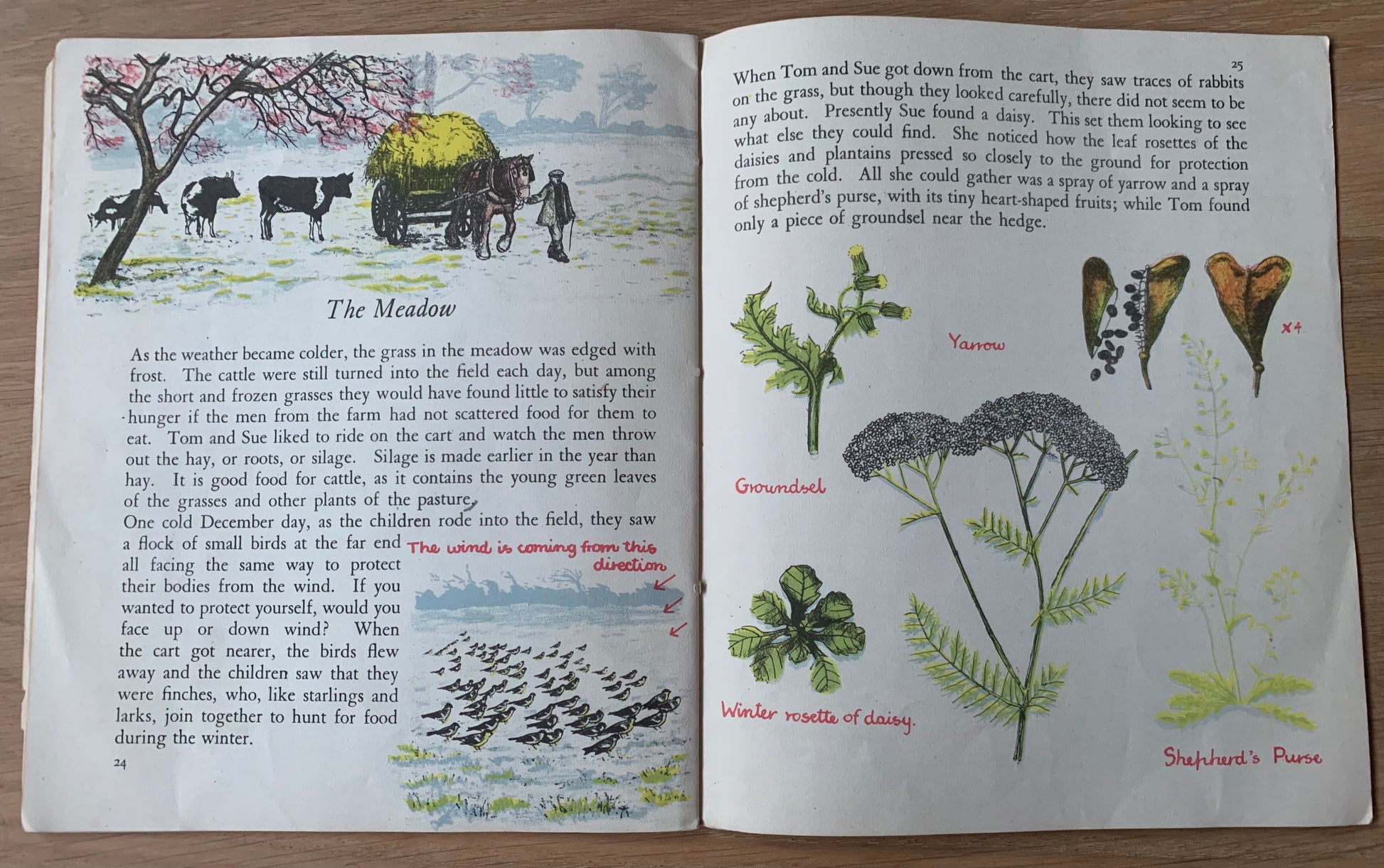 Elsie Few OUT OF DOORS Chatto & Windus NATURE STUDY Aug - Dec School Book - transpontinebooks