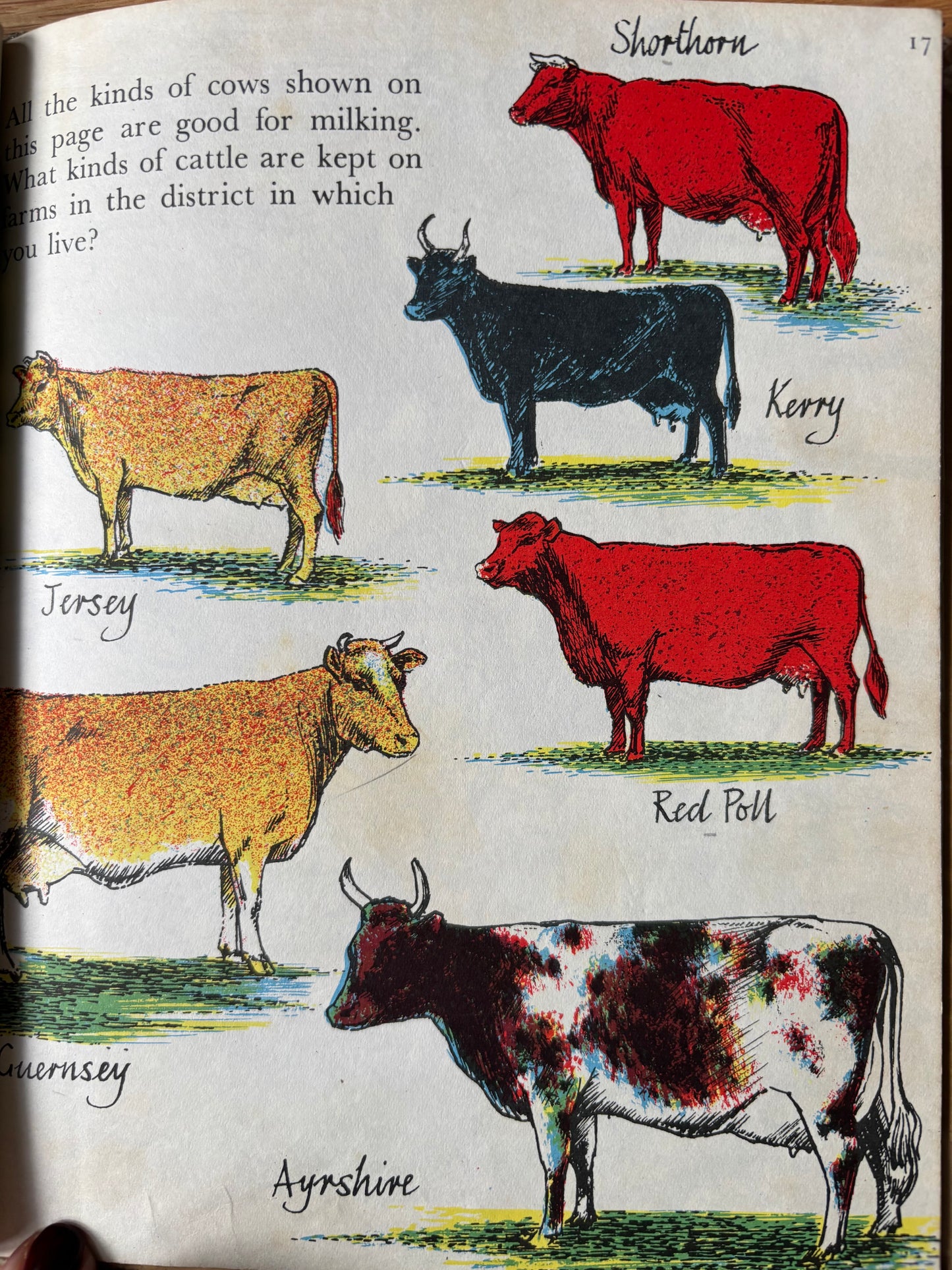 Barbara Lambourne HOME FARM AT WORK Chatto & Windus FARMING ART 1957 Schools Book