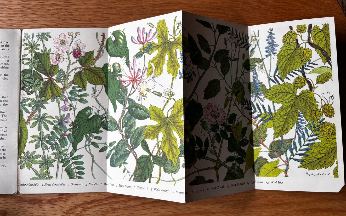 PANTOSCOPE BOOK Climbing Plants PAXTON CHADWICK 1st Ed 1961 Flowers Cassell