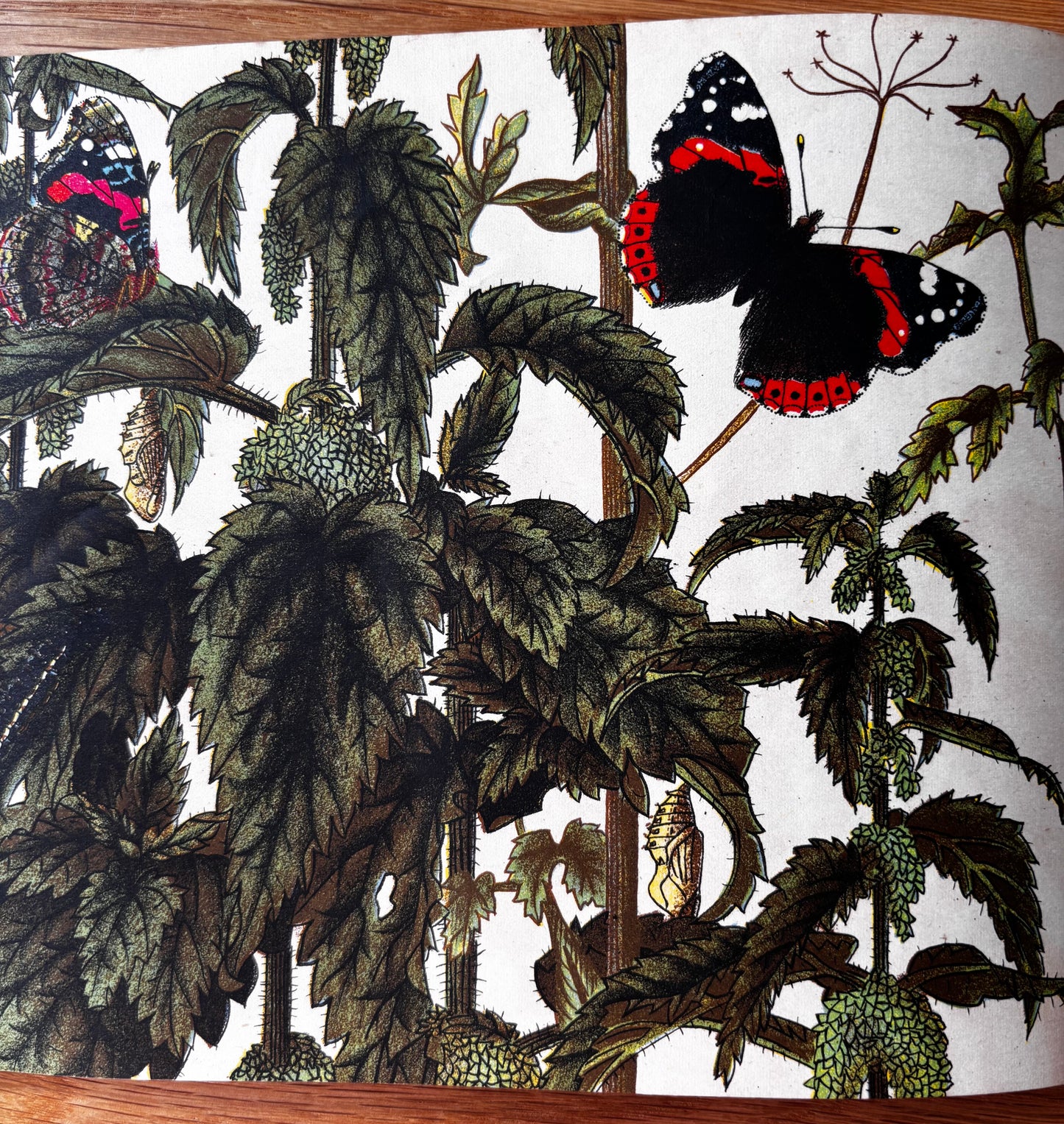 Richard Chopping BUTTERFLIES IN BRITAIN Puffin Picture Book ILLUSTRATED NATURE