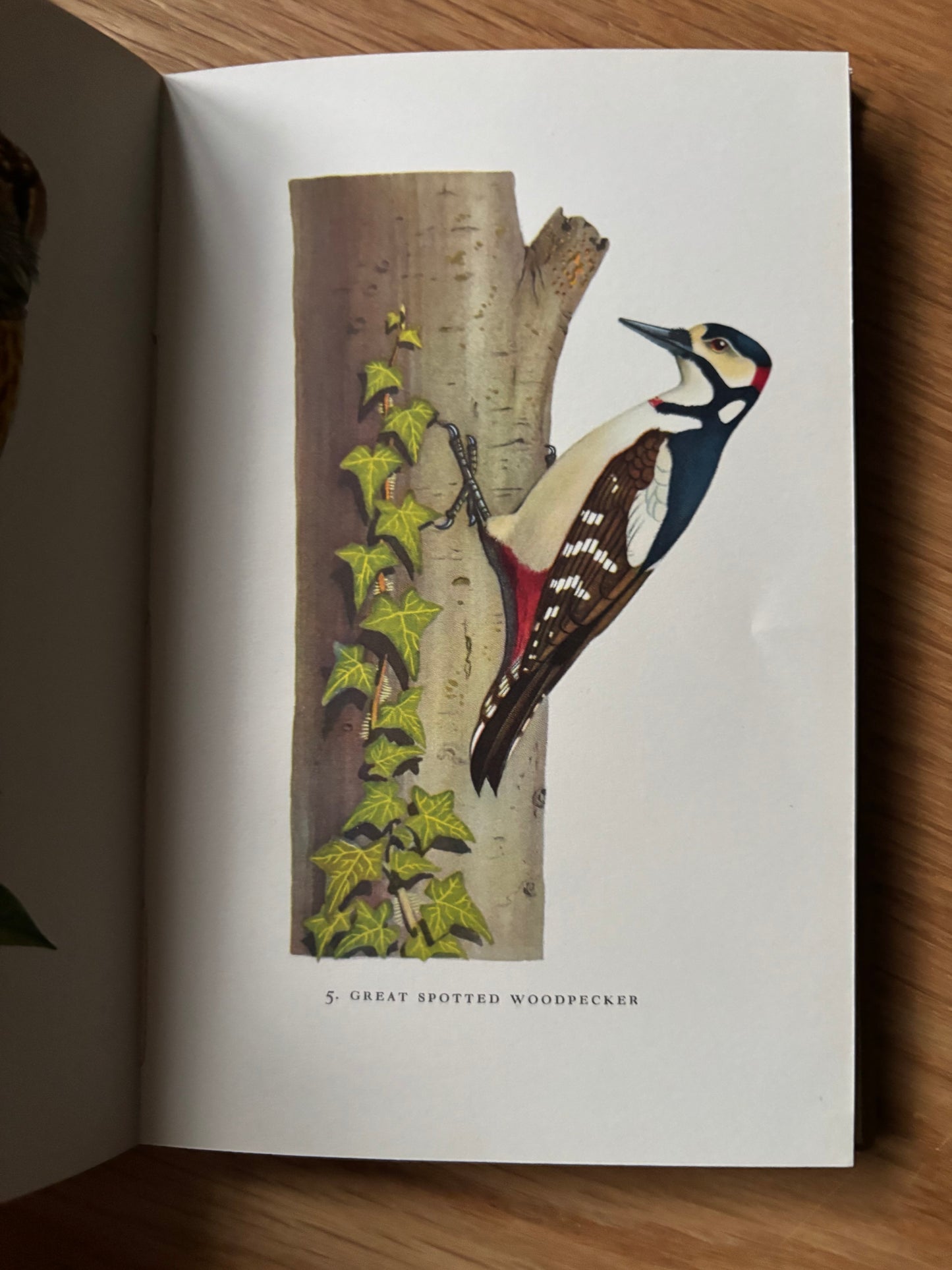 Peter Shepheard WOODLAND BIRDS King Penguin Book DJ 1955 Phyllis Barclay Smith
