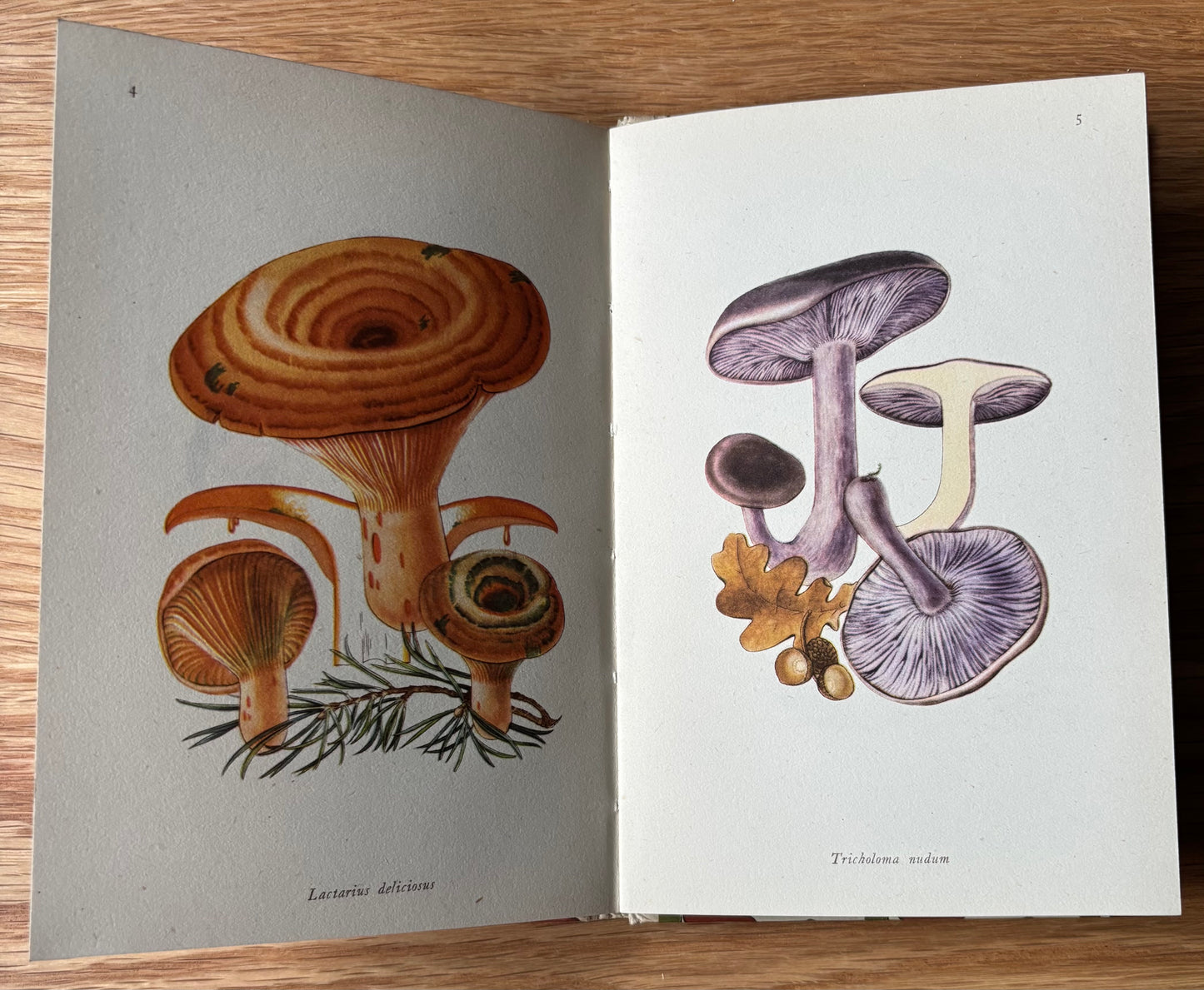 EDIBLE FUNGI King Penguin Rose Ellenby KING PENGUIN Illustrated Mushrooms