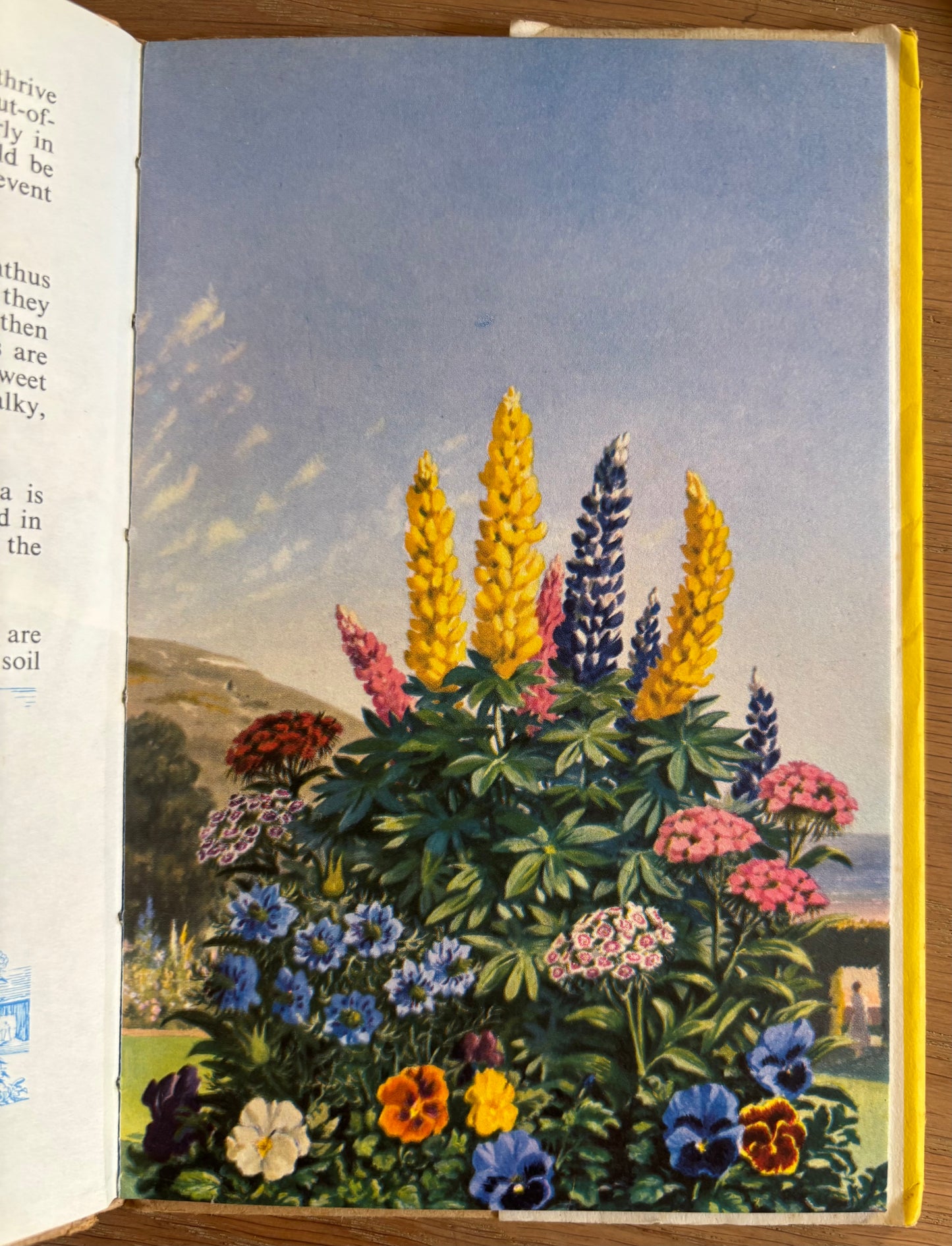 LADYBIRD BOOK OF GARDEN FLOWERS DJ Illustrated John Leigh-Pemberton 1960