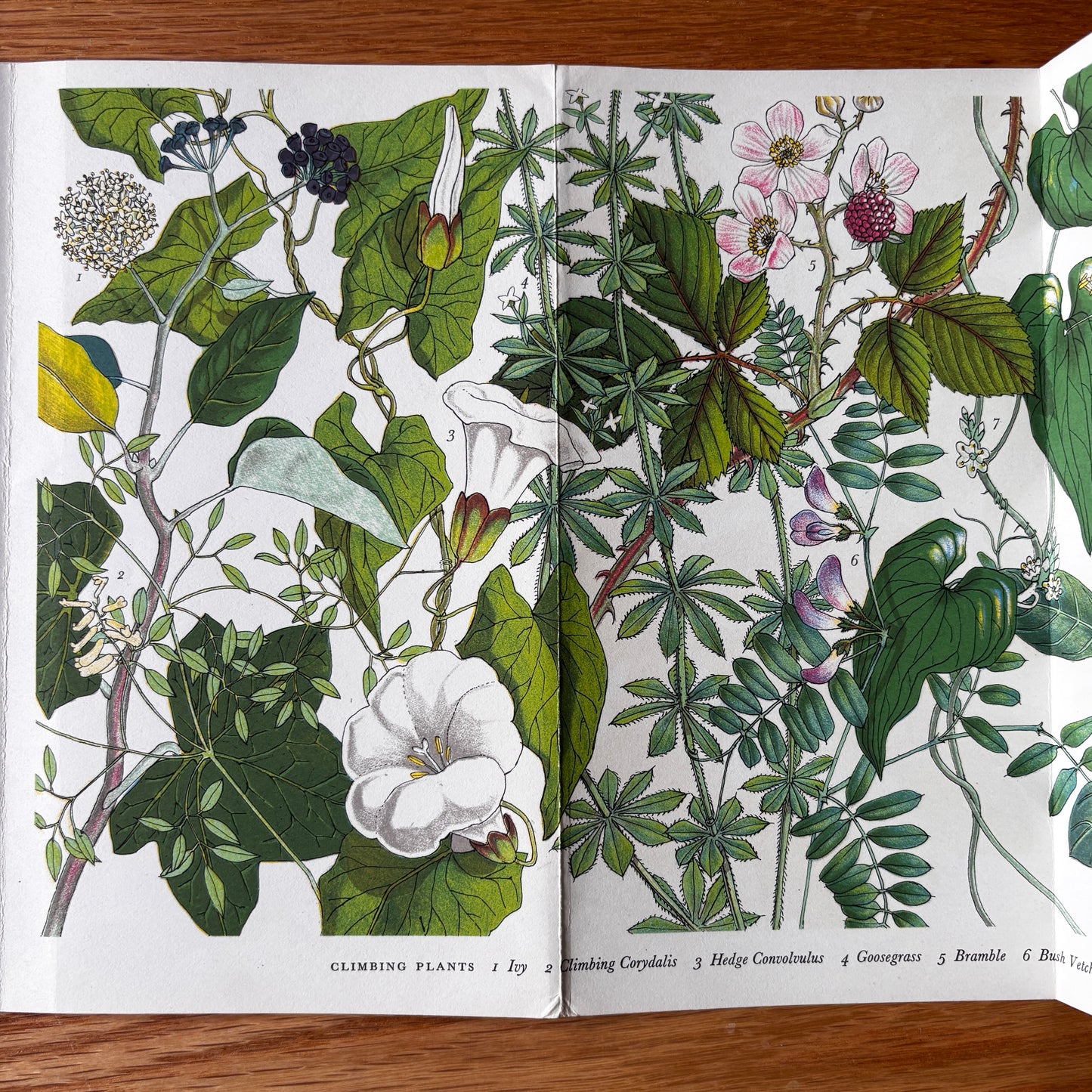 PANTOSCOPE BOOK Climbing Plants PAXTON CHADWICK 1st Ed 1961 Flowers Cassell