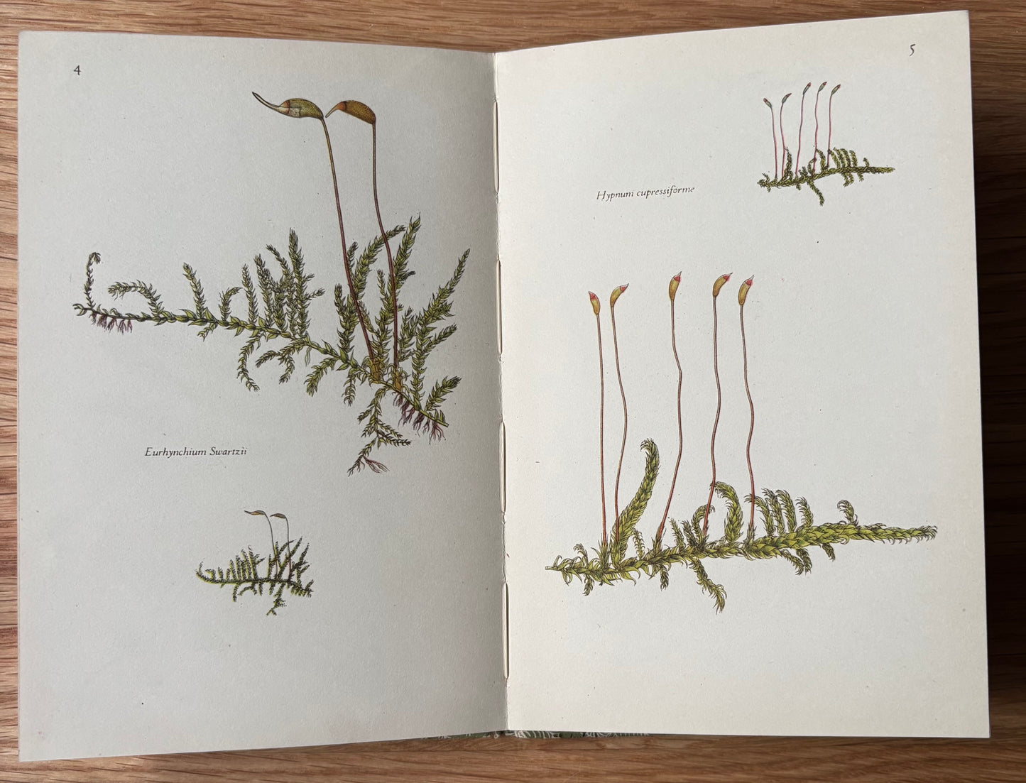 Paxton Chadwick MOSSES King Penguin Book Paul Richards 1950 DJ ILLUSTRATED