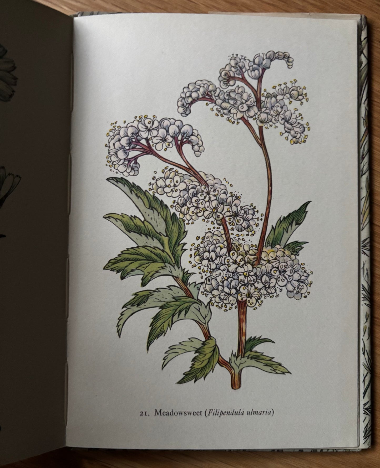 Robin Tanner FLOWERS OF THE MEADOW King Penguin Book DJ 1950 Geoffrey Grigson