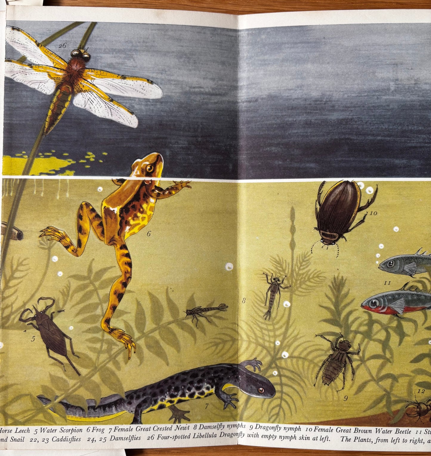 PANTOSCOPE BOOK The Pond In Spring PAXTON CHADWICK 1st Ed 1960 Cassell