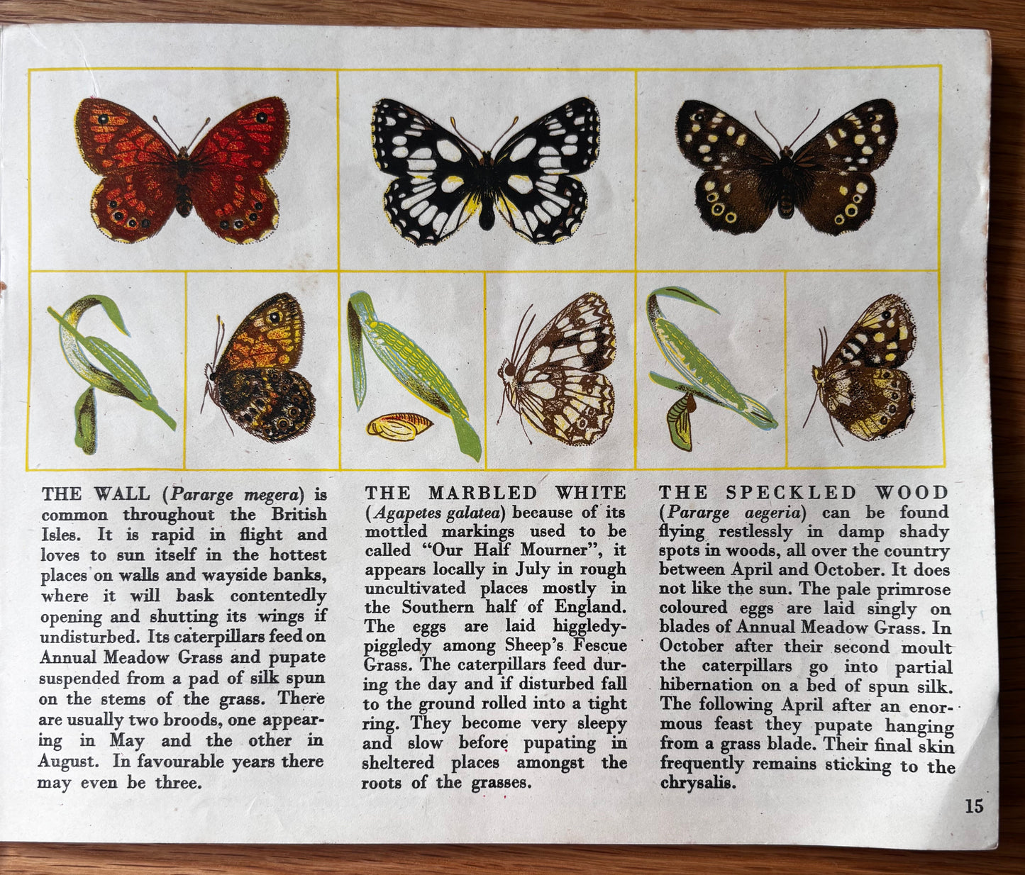 Richard Chopping BUTTERFLIES IN BRITAIN Puffin Picture Book ILLUSTRATED NATURE