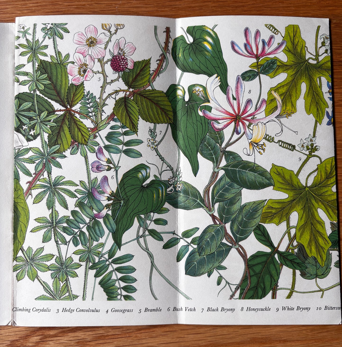 PANTOSCOPE BOOK Climbing Plants PAXTON CHADWICK 1st Ed 1961 Flowers Cassell