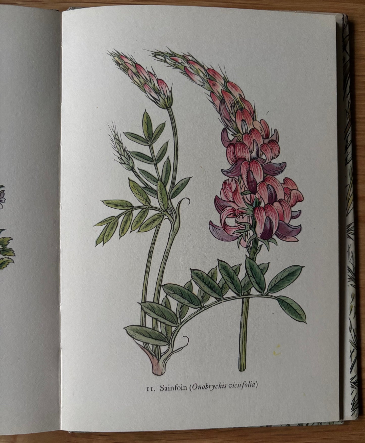 Robin Tanner FLOWERS OF THE MEADOW King Penguin Book DJ 1950 Geoffrey Grigson