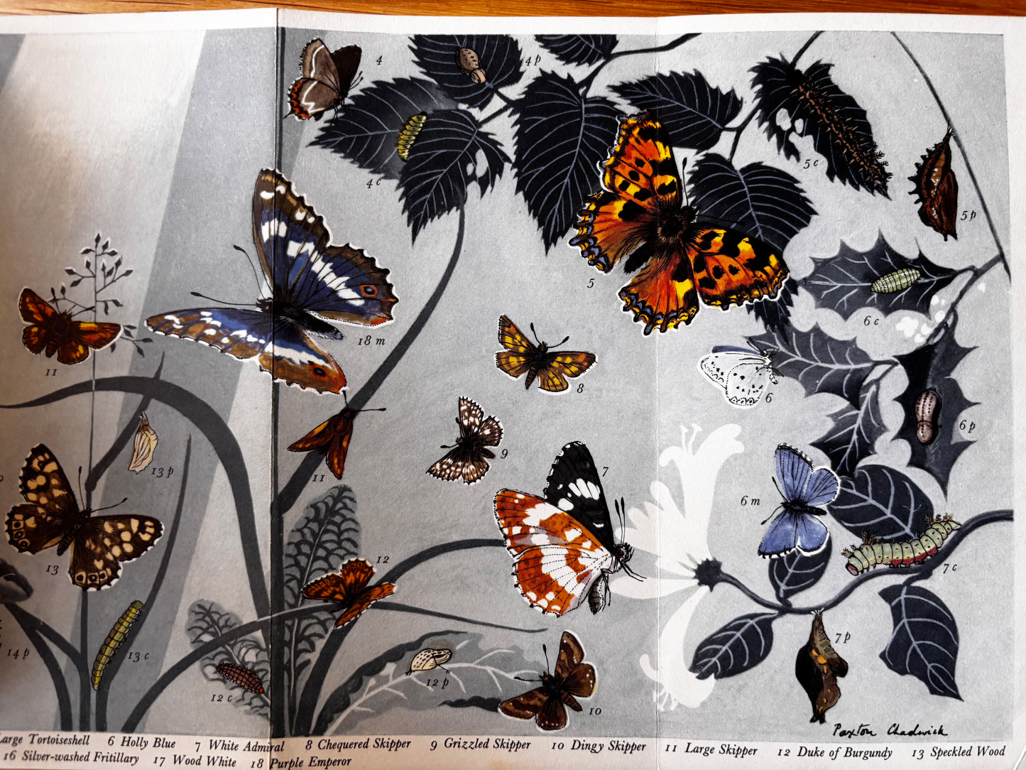 PANTOSCOPE BOOK Woodland Butterflies PAXTON CHADWICK 1st Ed 1959 Cassell