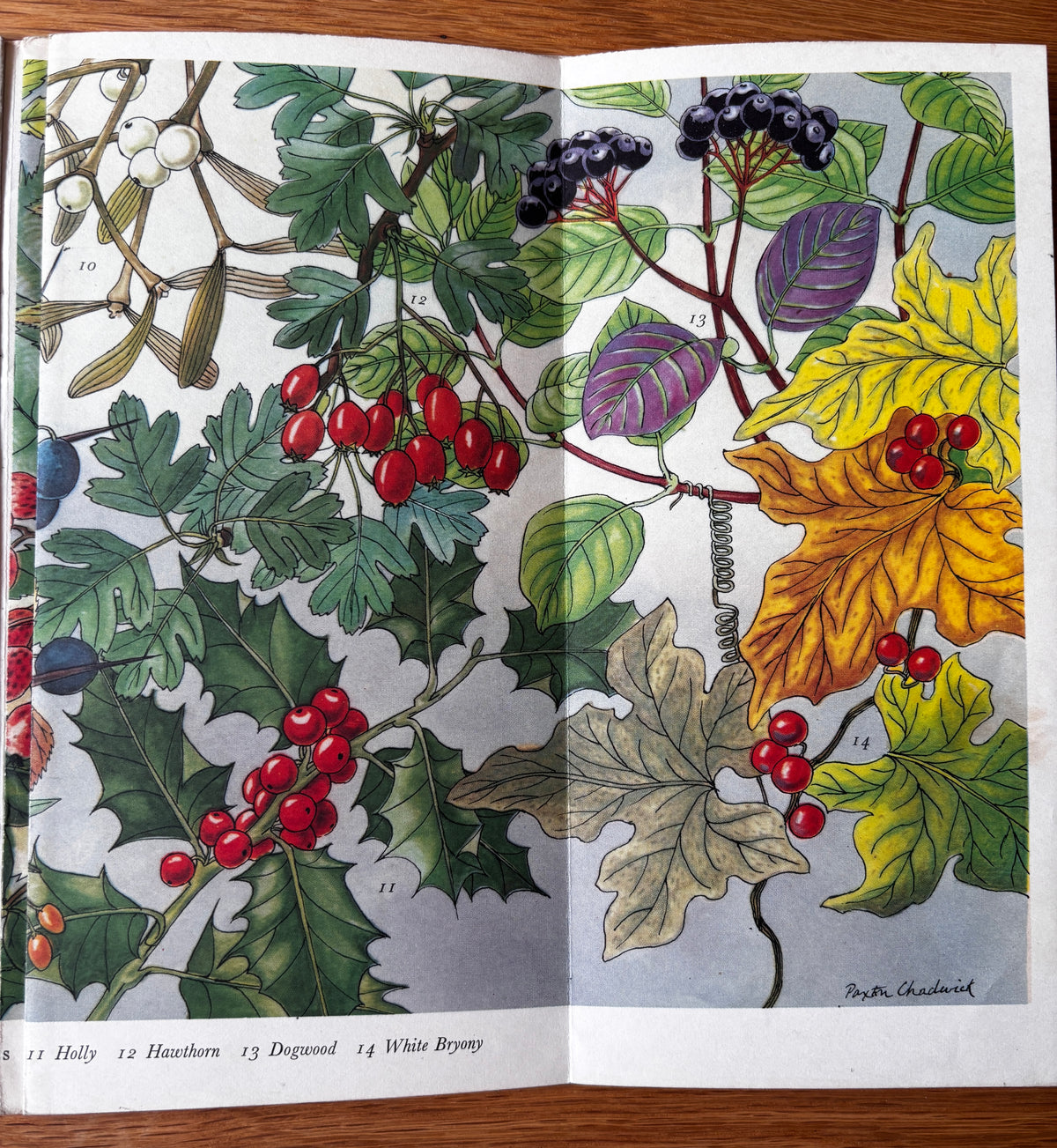 PANTOSCOPE BOOK Berries PAXTON CHADWICK 1st Ed 1960 Flower Fruit Cassell