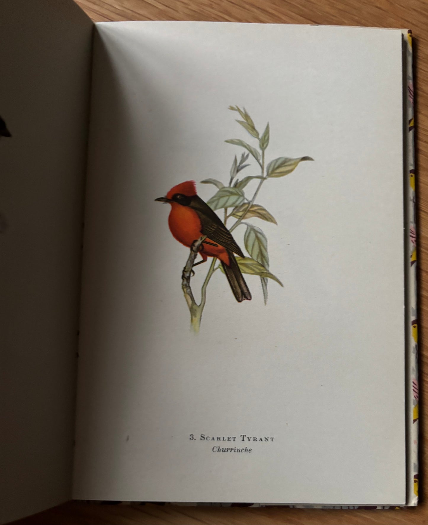 Sarah Nechamkin BIRDS OF LA PLATA King Penguin Book DJ 1952 W H Hudson