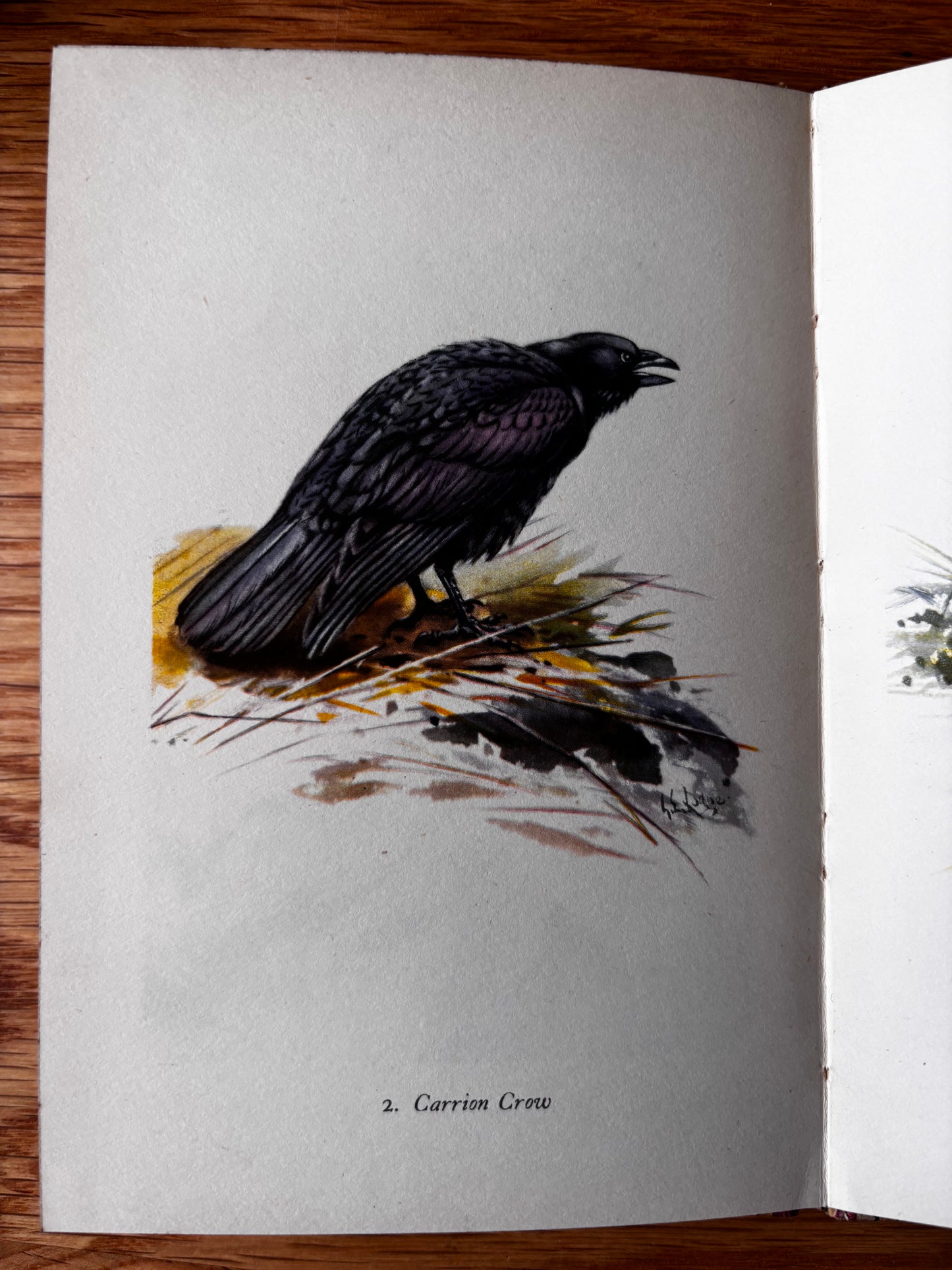 MOUNTAIN BIRDS King Penguin Book DJ 1952 G E Lodge Plates ILLUSTRATED